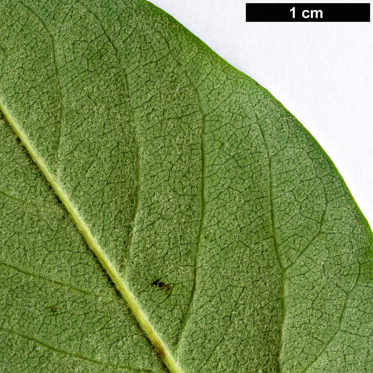 High resolution image: Family: Rosaceae - Genus: Cotoneaster - Taxon: coriaceus
