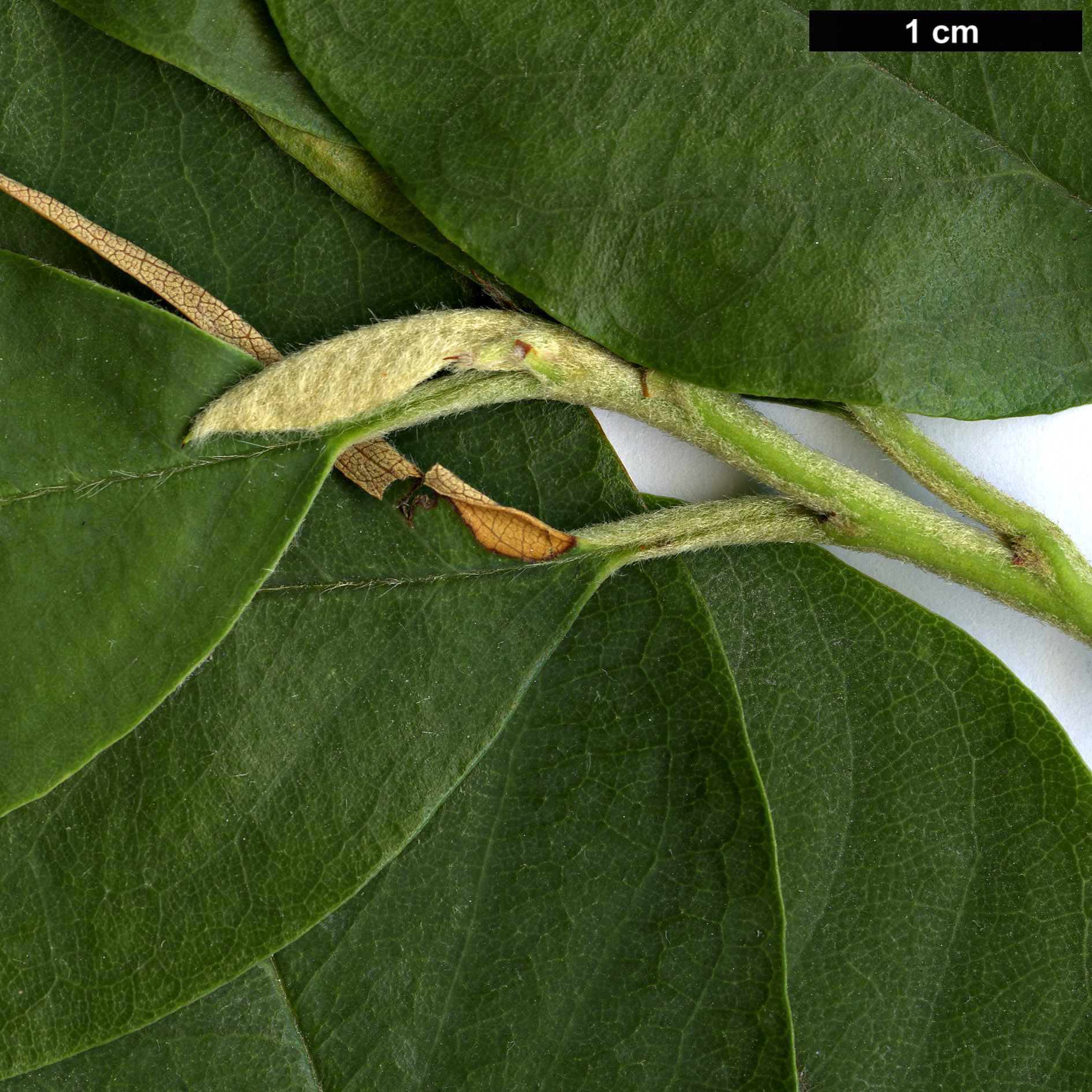 High resolution image: Family: Rosaceae - Genus: Cotoneaster - Taxon: coriaceus