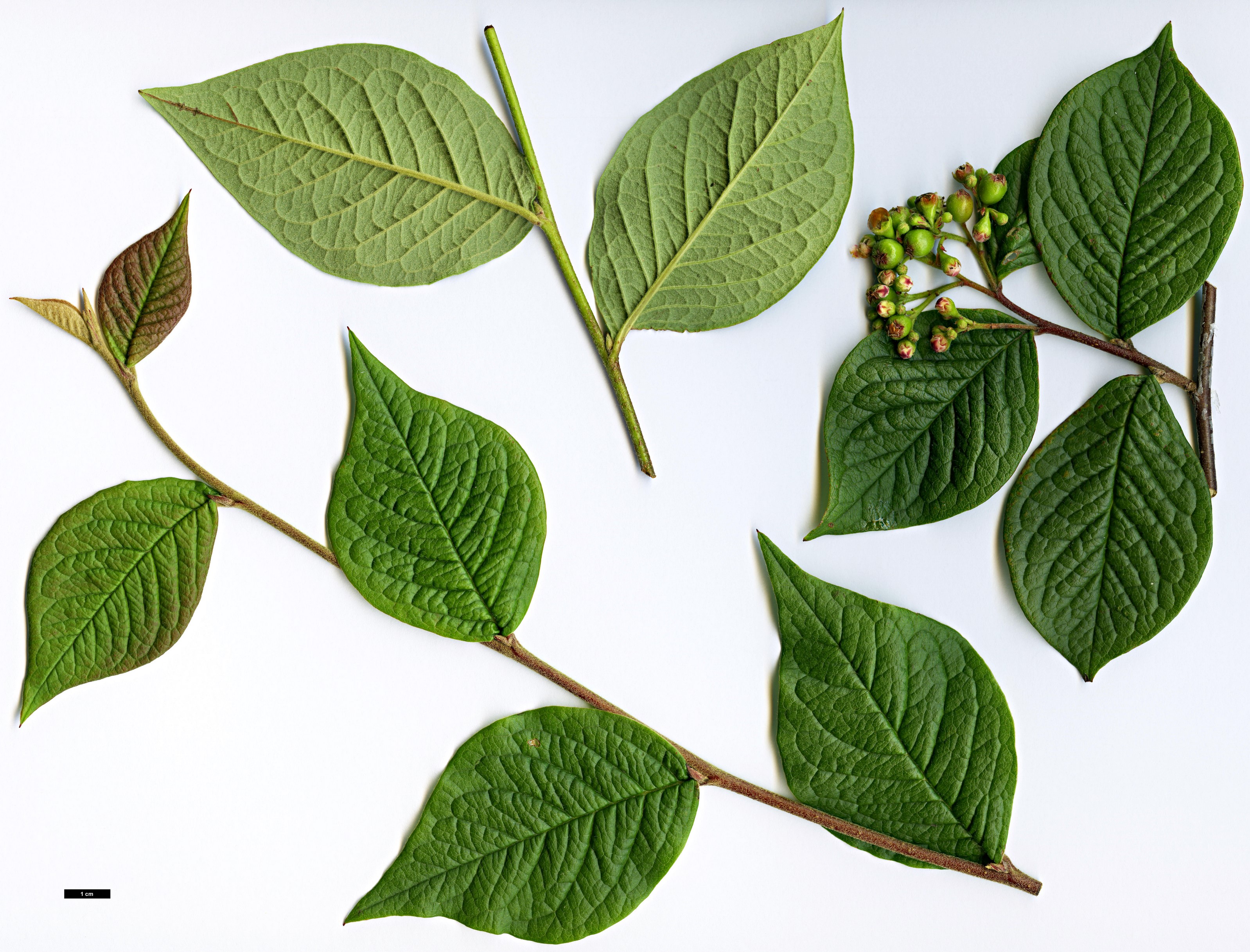 High resolution image: Family: Rosaceae - Genus: Cotoneaster - Taxon: cornifolius