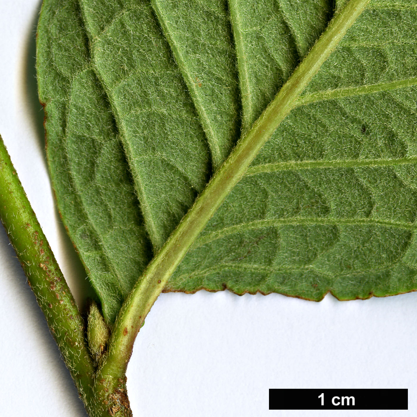 High resolution image: Family: Rosaceae - Genus: Cotoneaster - Taxon: cornifolius