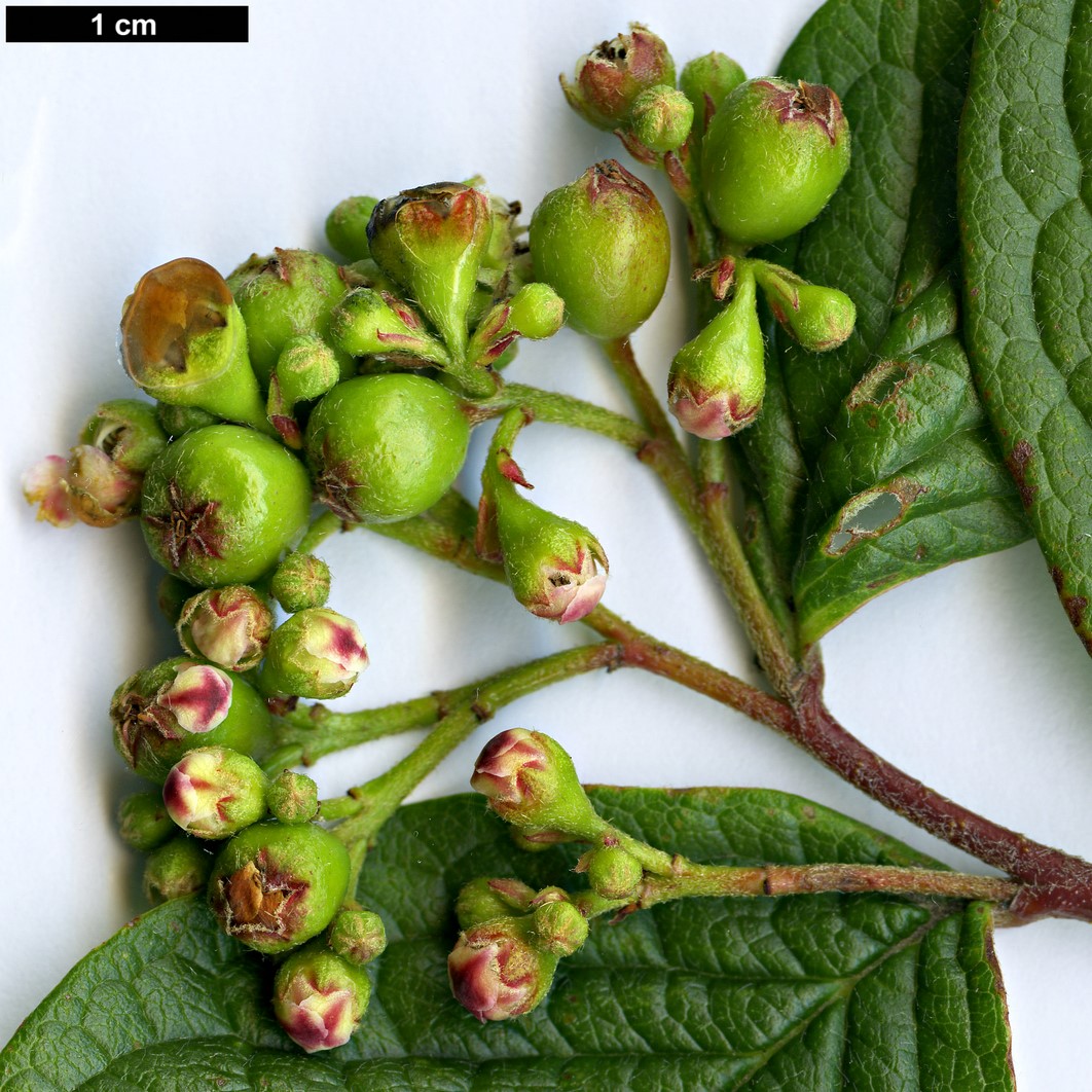 High resolution image: Family: Rosaceae - Genus: Cotoneaster - Taxon: cornifolius