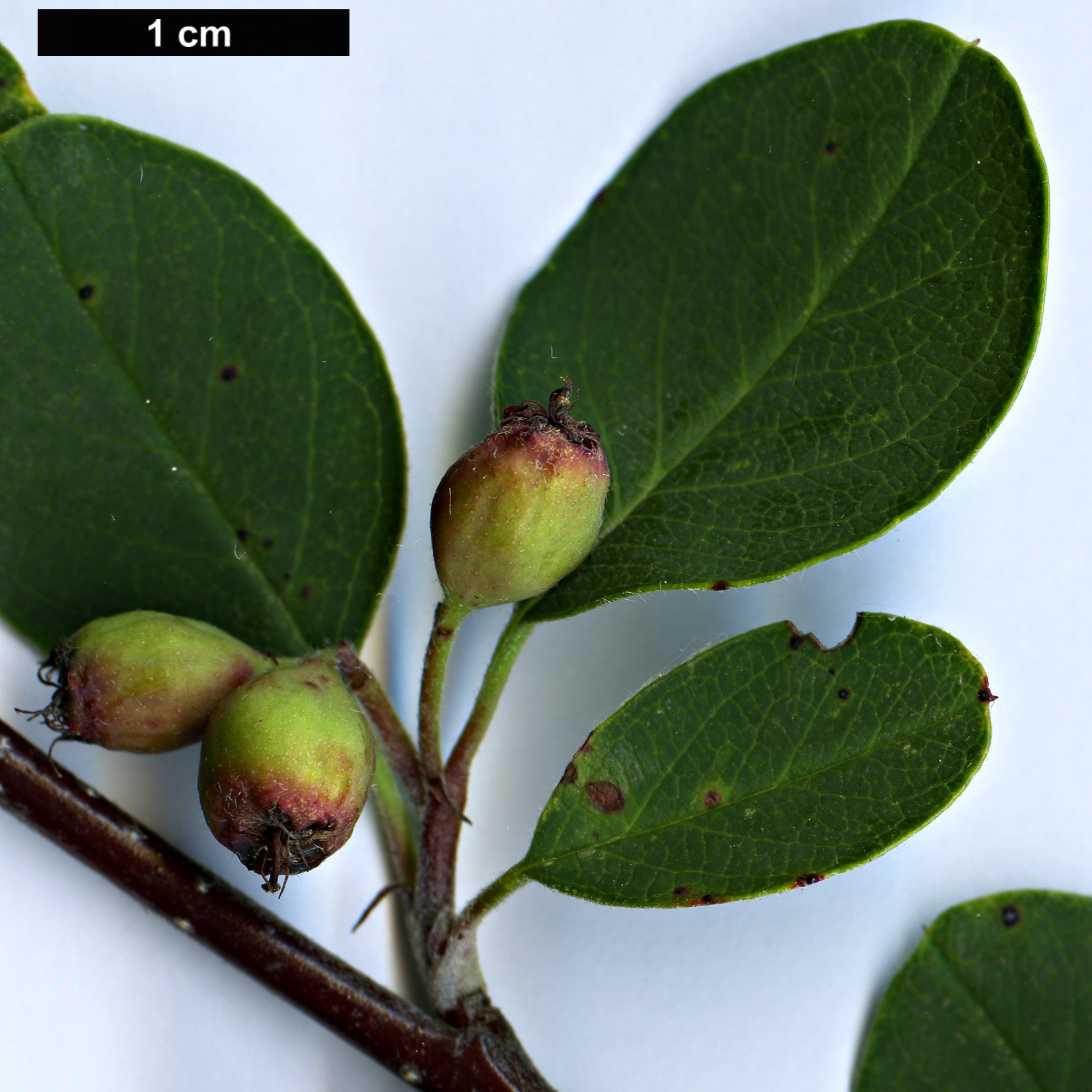 High resolution image: Family: Rosaceae - Genus: Cotoneaster - Taxon: creticus