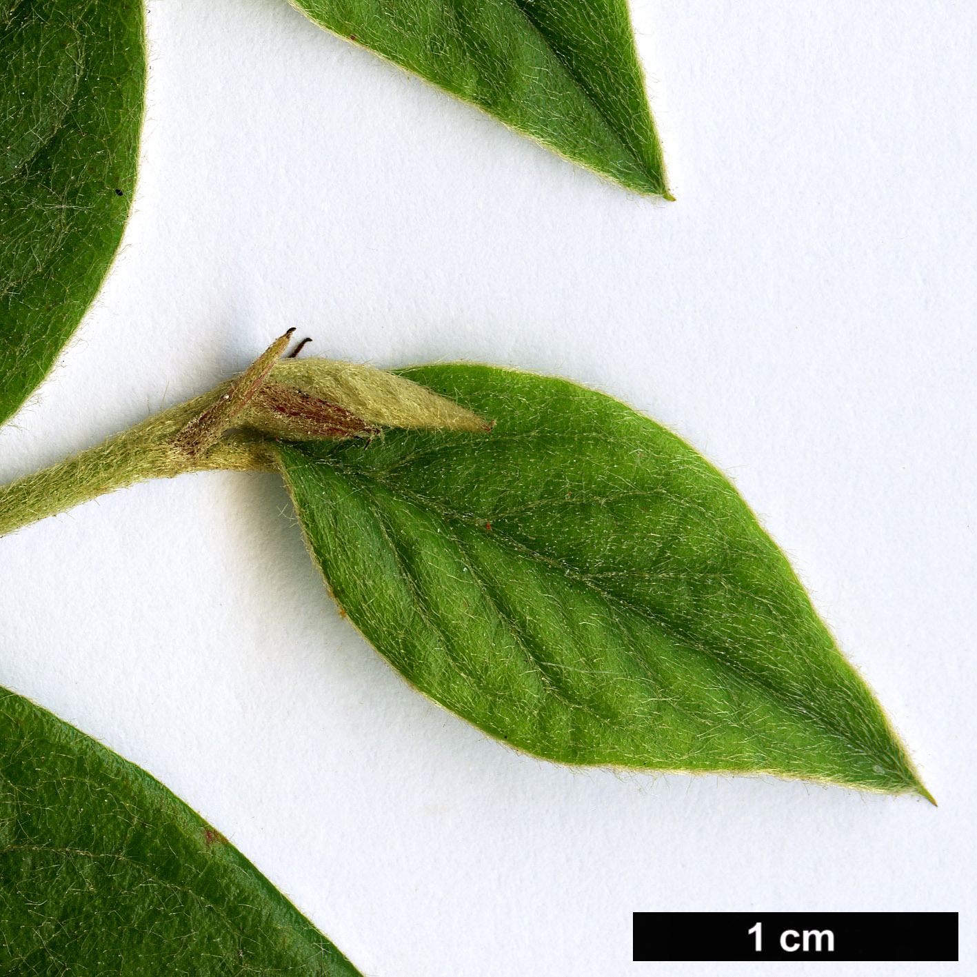 High resolution image: Family: Rosaceae - Genus: Cotoneaster - Taxon: daliensis