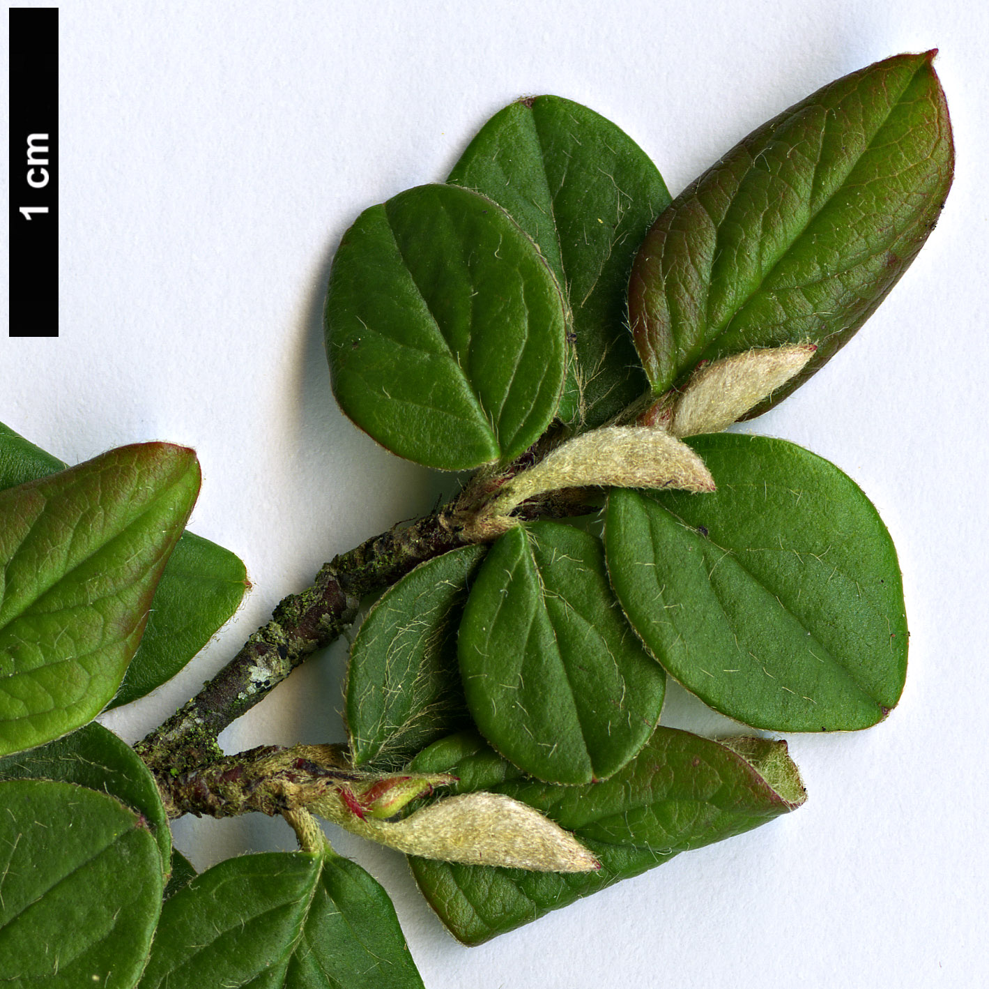 High resolution image: Family: Rosaceae - Genus: Cotoneaster - Taxon: elegans High resolution image: Family: Rosaceae - Genus: Cotoneaster - Taxon: elegans