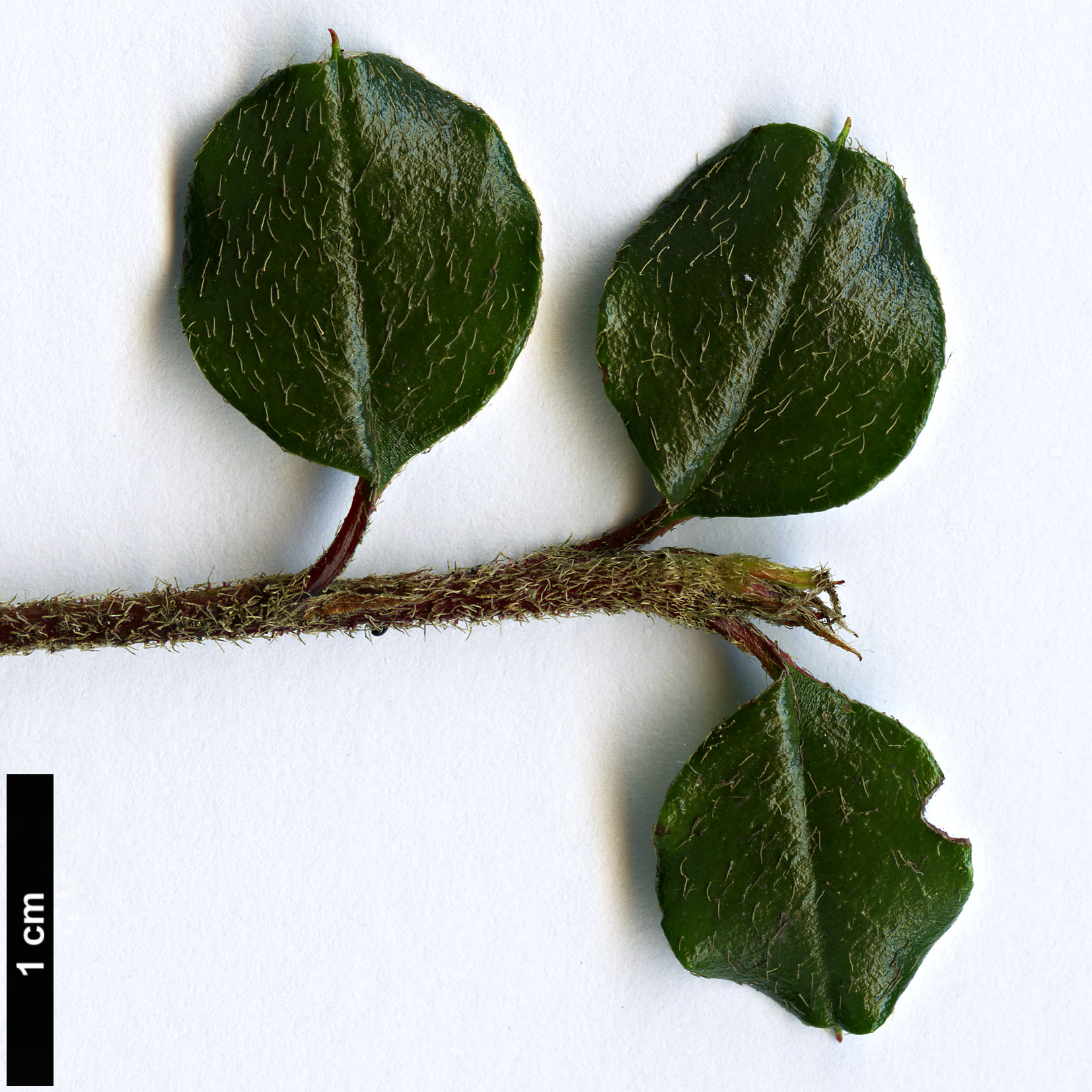 High resolution image: Family: Rosaceae - Genus: Cotoneaster - Taxon: encavei