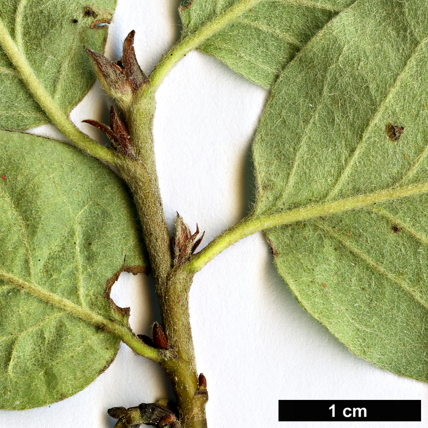 High resolution image: Family: Rosaceae - Genus: Cotoneaster - Taxon: estiensis