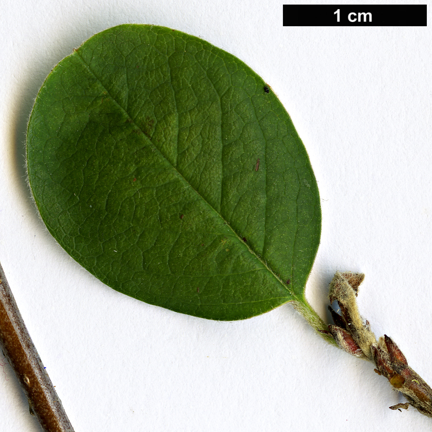 High resolution image: Family: Rosaceae - Genus: Cotoneaster - Taxon: estiensis