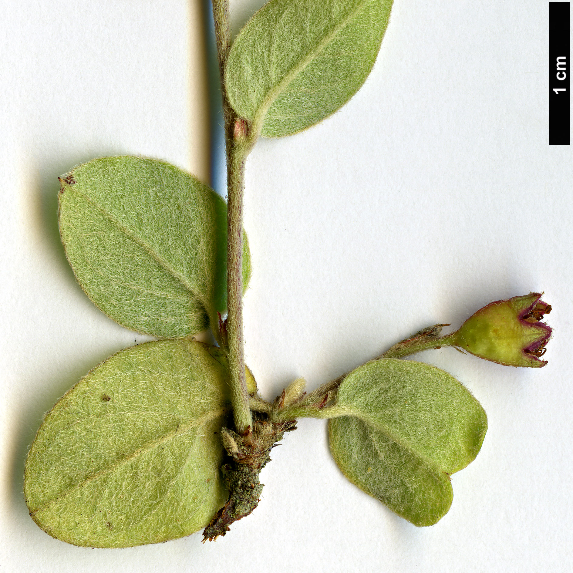 High resolution image: Family: Rosaceae - Genus: Cotoneaster - Taxon: fangianus