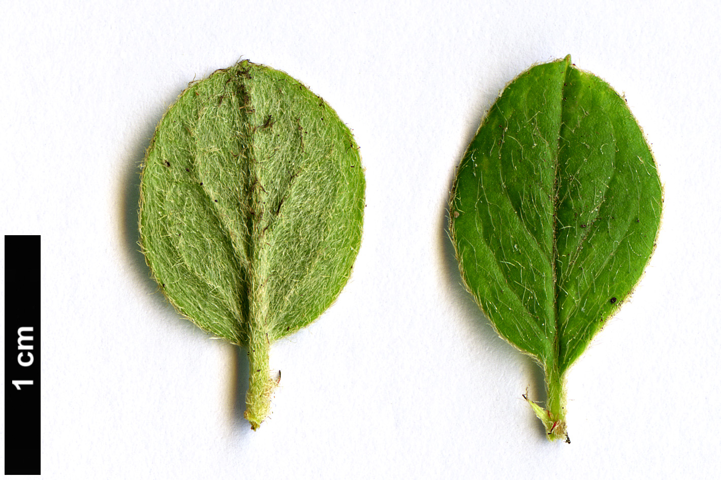 High resolution image: Family: Rosaceae - Genus: Cotoneaster - Taxon: floridus