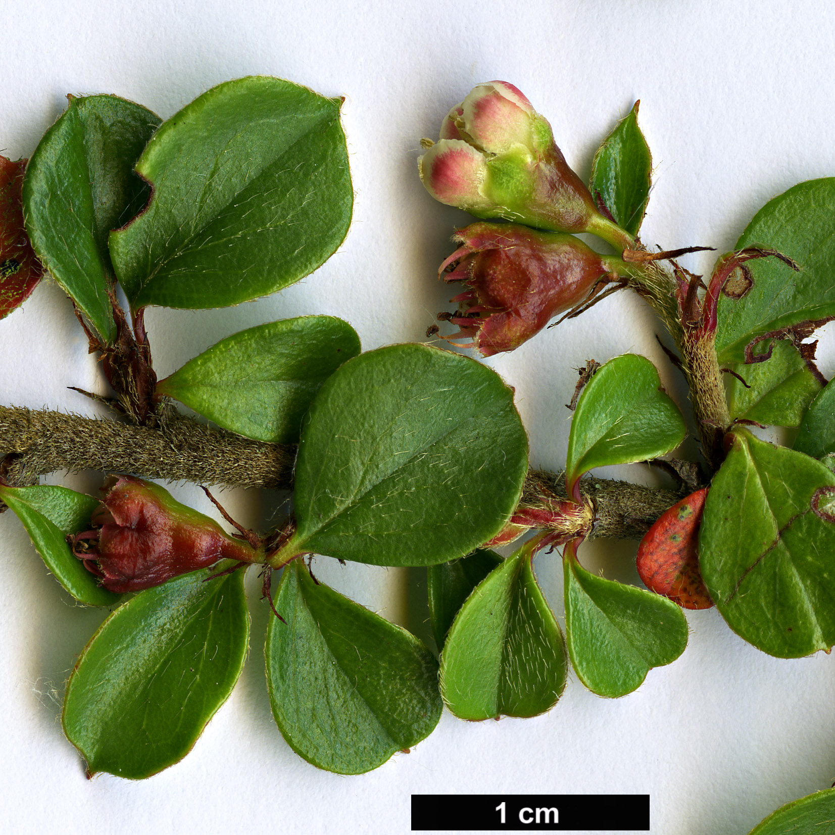 High resolution image: Family: Rosaceae - Genus: Cotoneaster - Taxon: forrestii