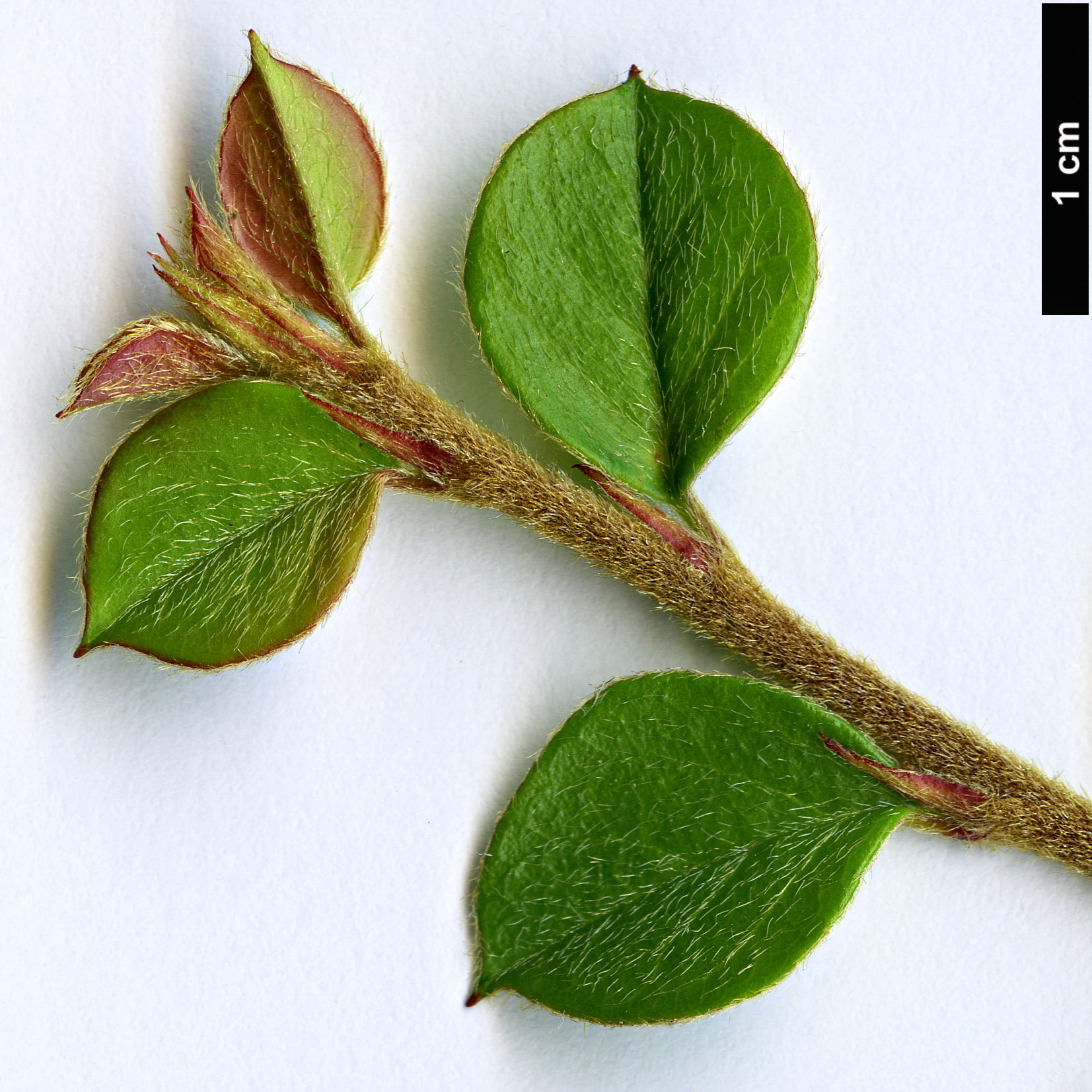 High resolution image: Family: Rosaceae - Genus: Cotoneaster - Taxon: forrestii