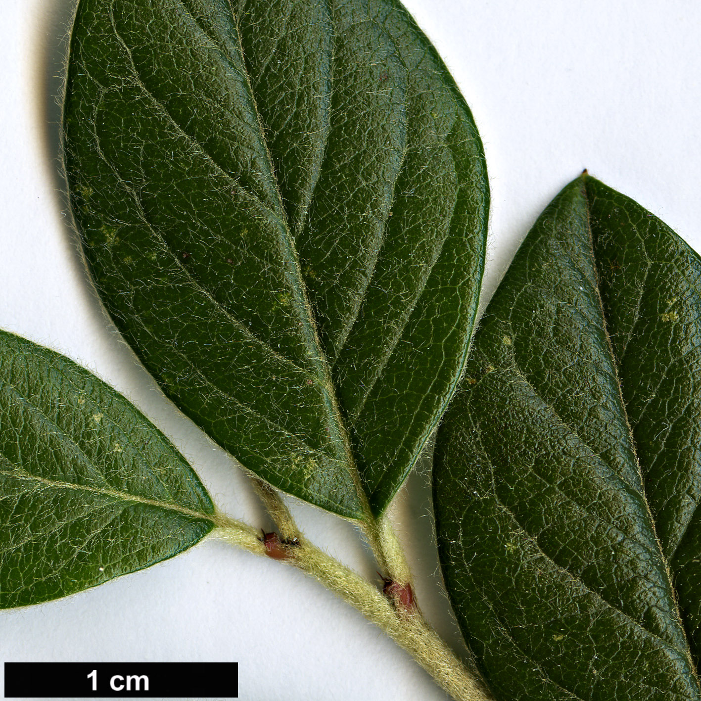 High resolution image: Family: Rosaceae - Genus: Cotoneaster - Taxon: franchetii