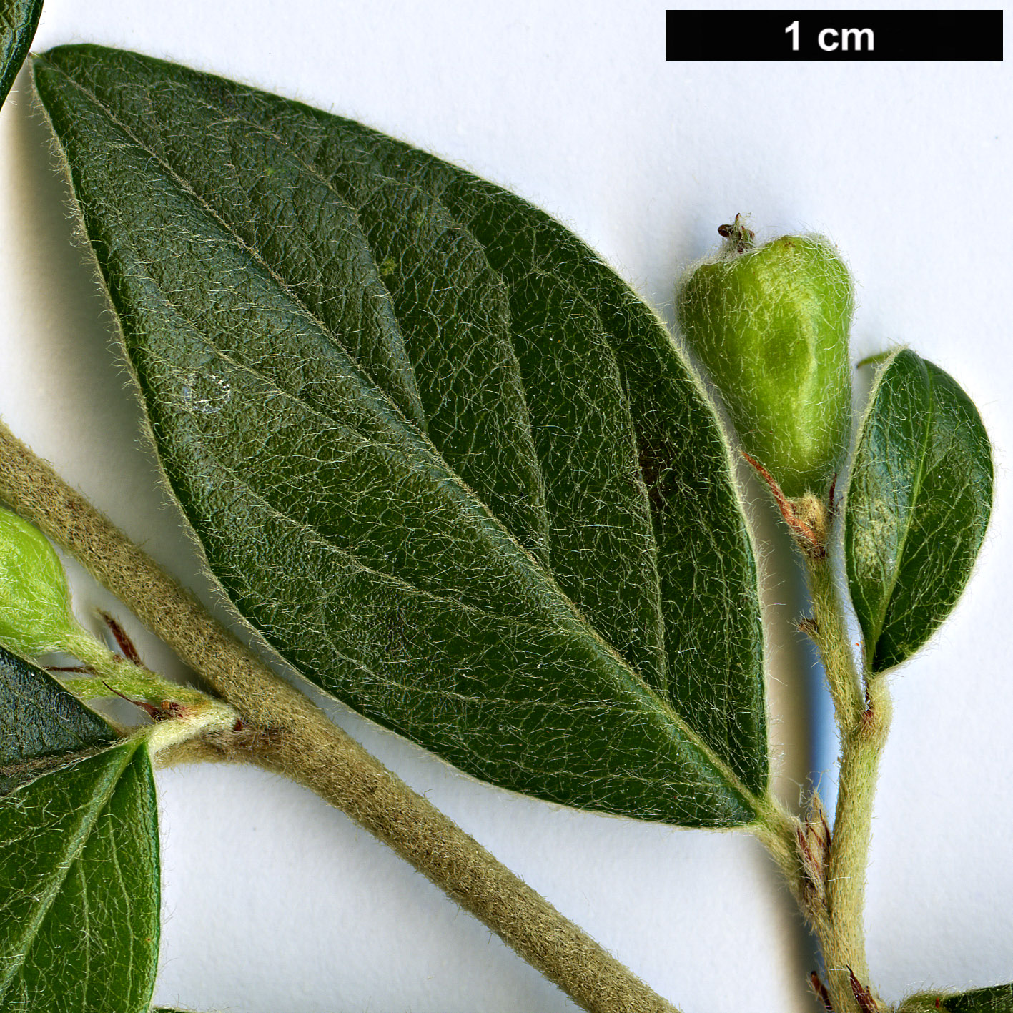 High resolution image: Family: Rosaceae - Genus: Cotoneaster - Taxon: franchetii