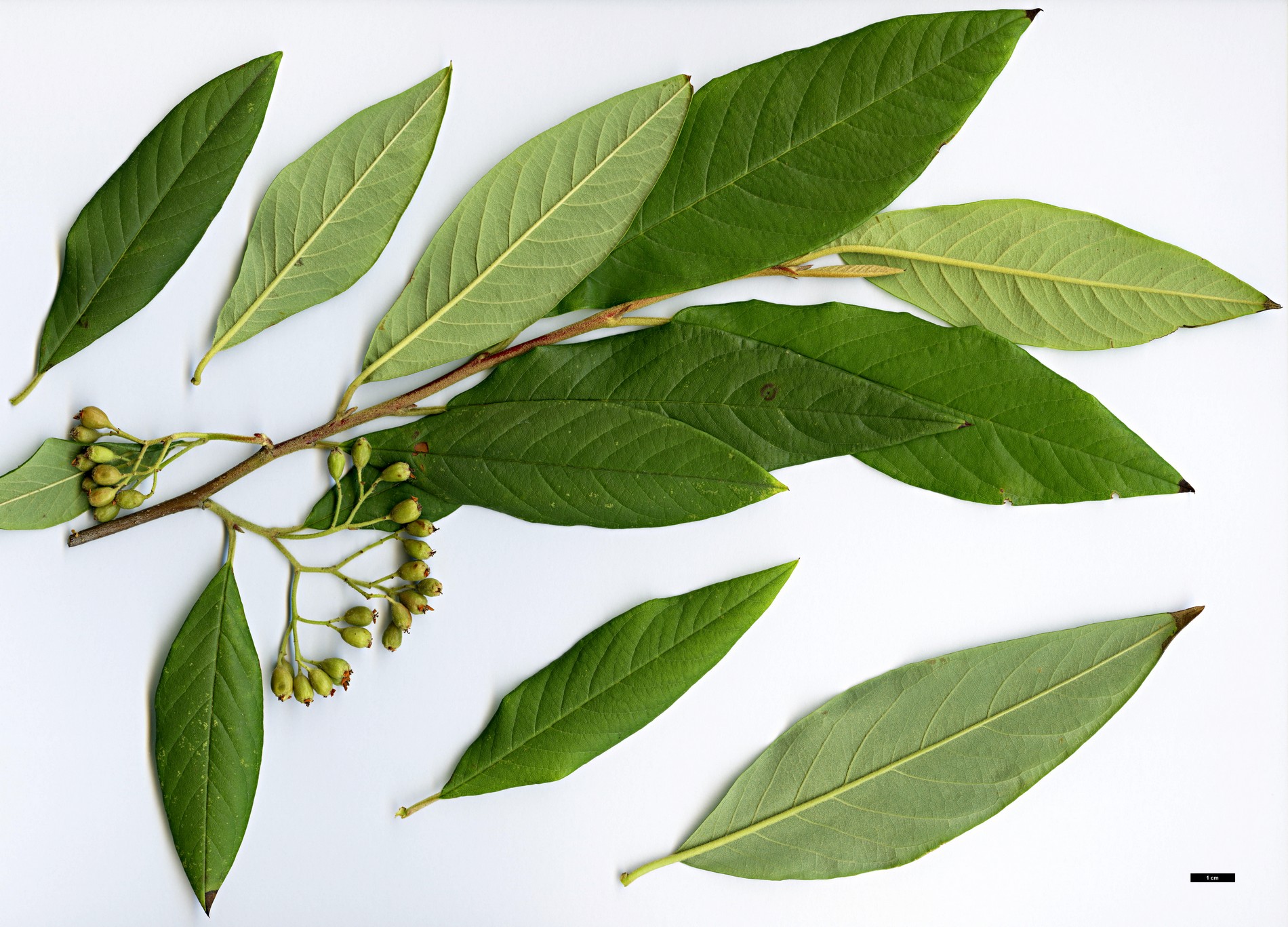 High resolution image: Family: Rosaceae - Genus: Cotoneaster - Taxon: frigidus