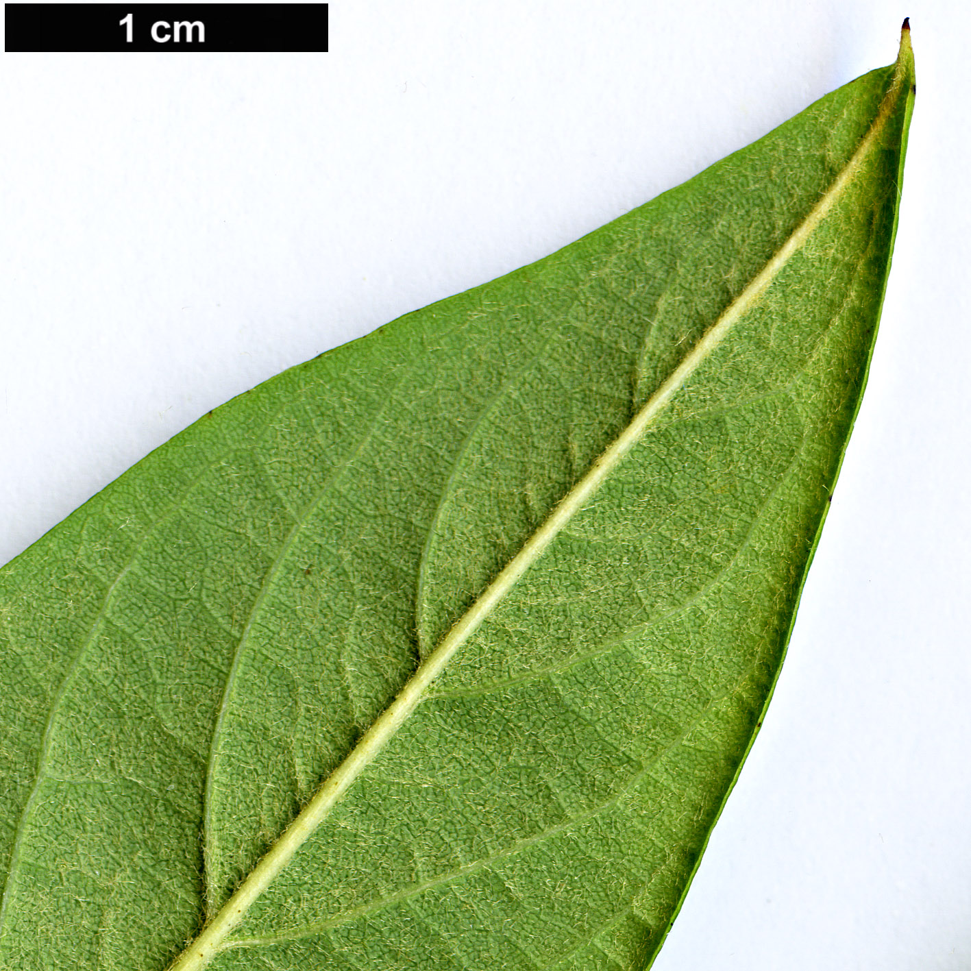 High resolution image: Family: Rosaceae - Genus: Cotoneaster - Taxon: frigidus