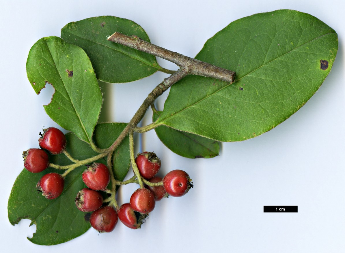 High resolution image: Family: Rosaceae - Genus: Cotoneaster - Taxon: gamblei