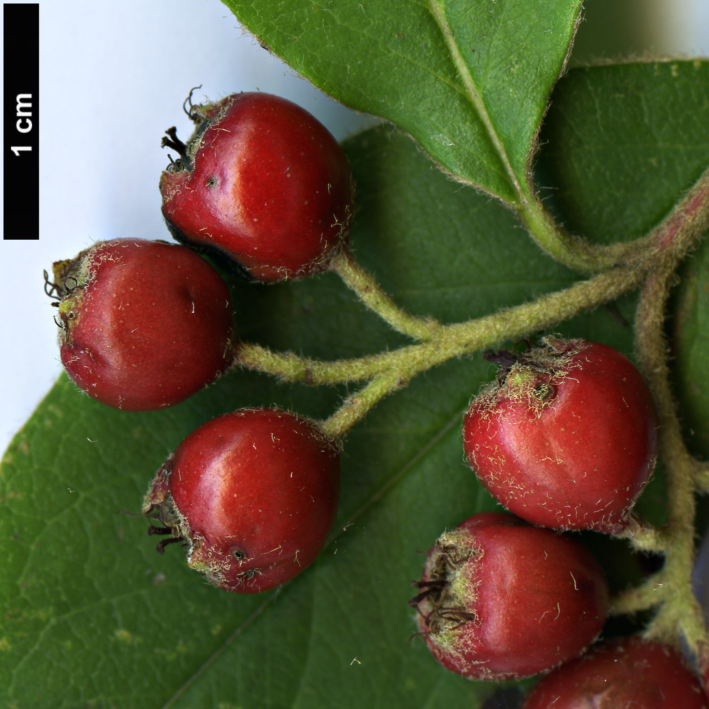 High resolution image: Family: Rosaceae - Genus: Cotoneaster - Taxon: gamblei