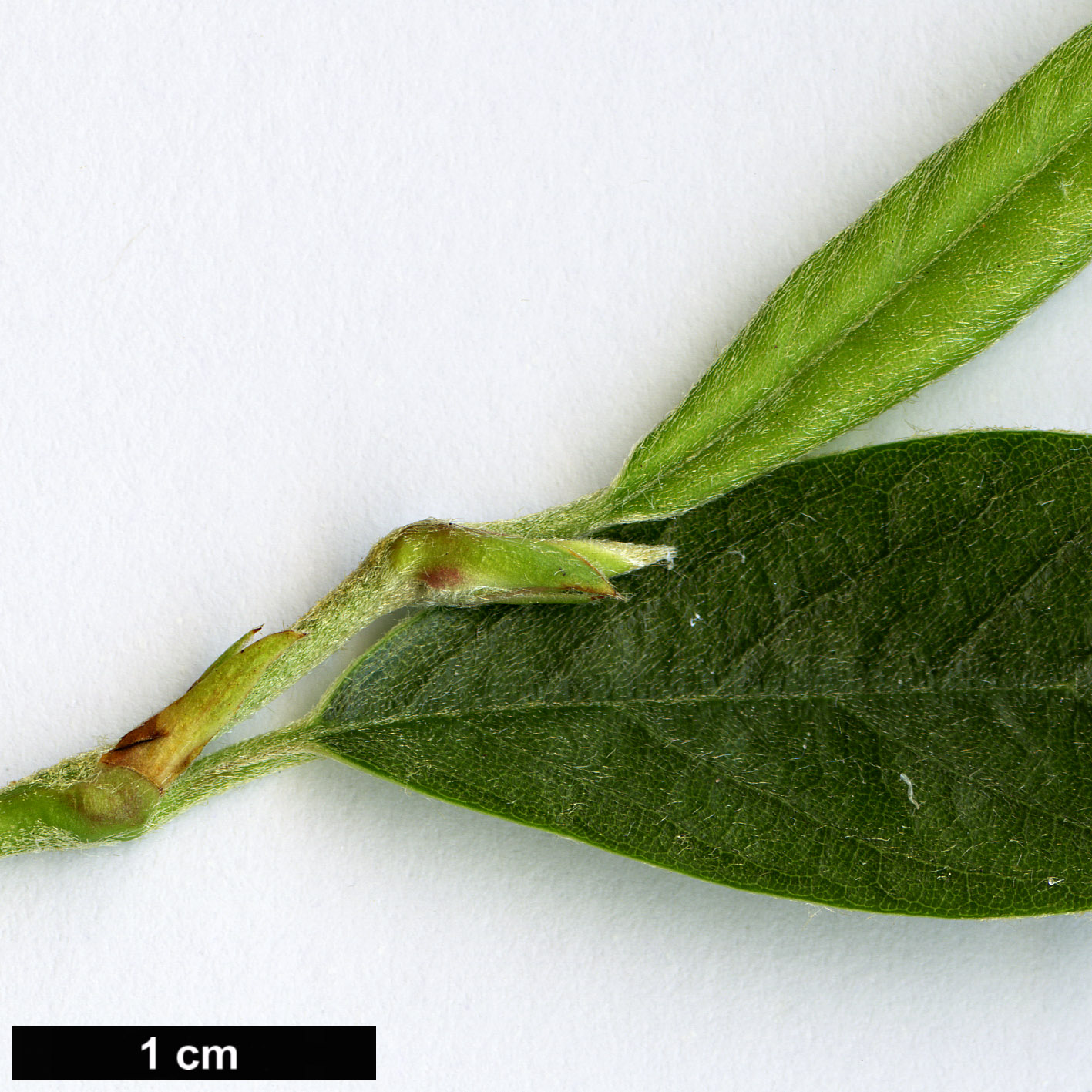 High resolution image: Family: Rosaceae - Genus: Cotoneaster - Taxon: glabratus