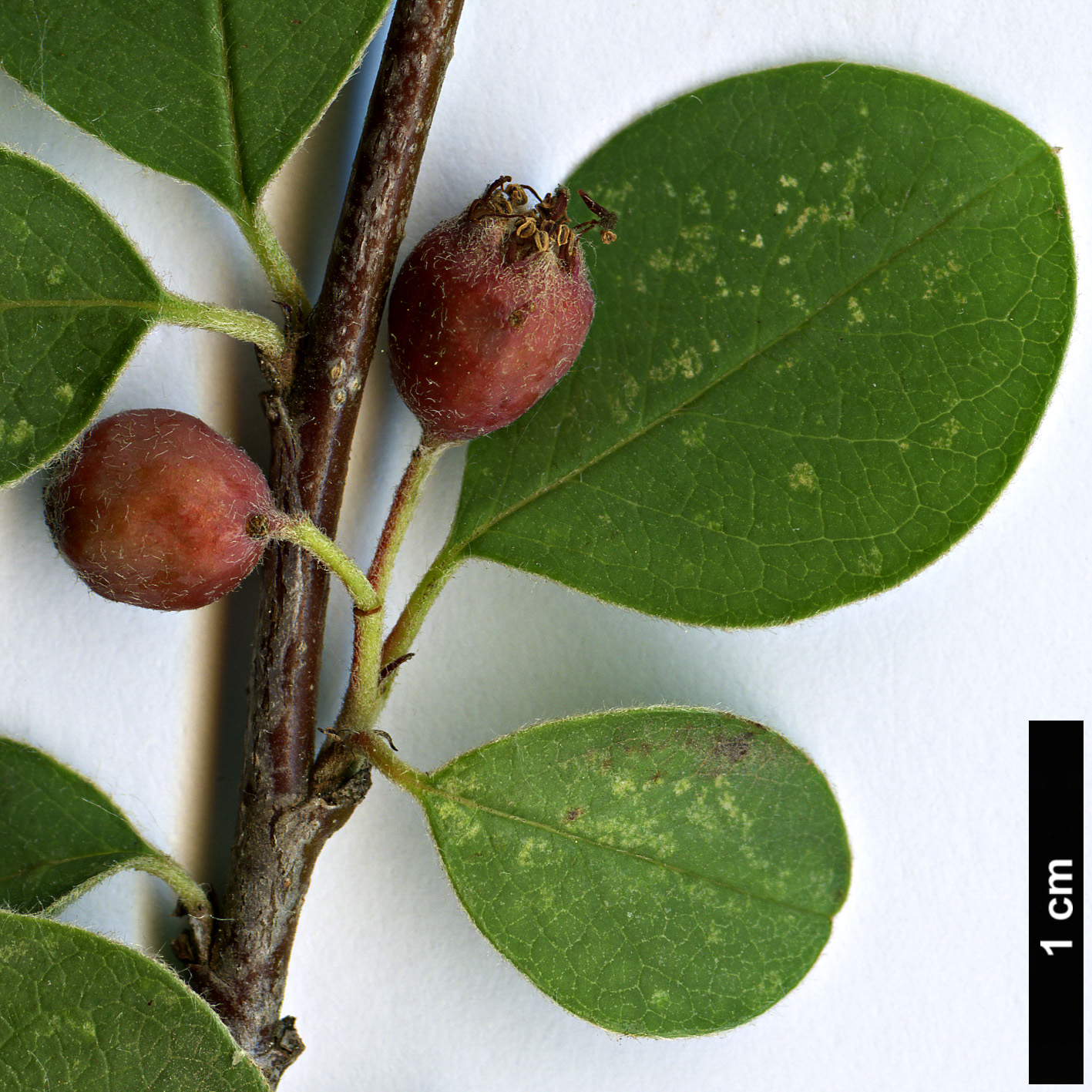 High resolution image: Family: Rosaceae - Genus: Cotoneaster - Taxon: hissaricus