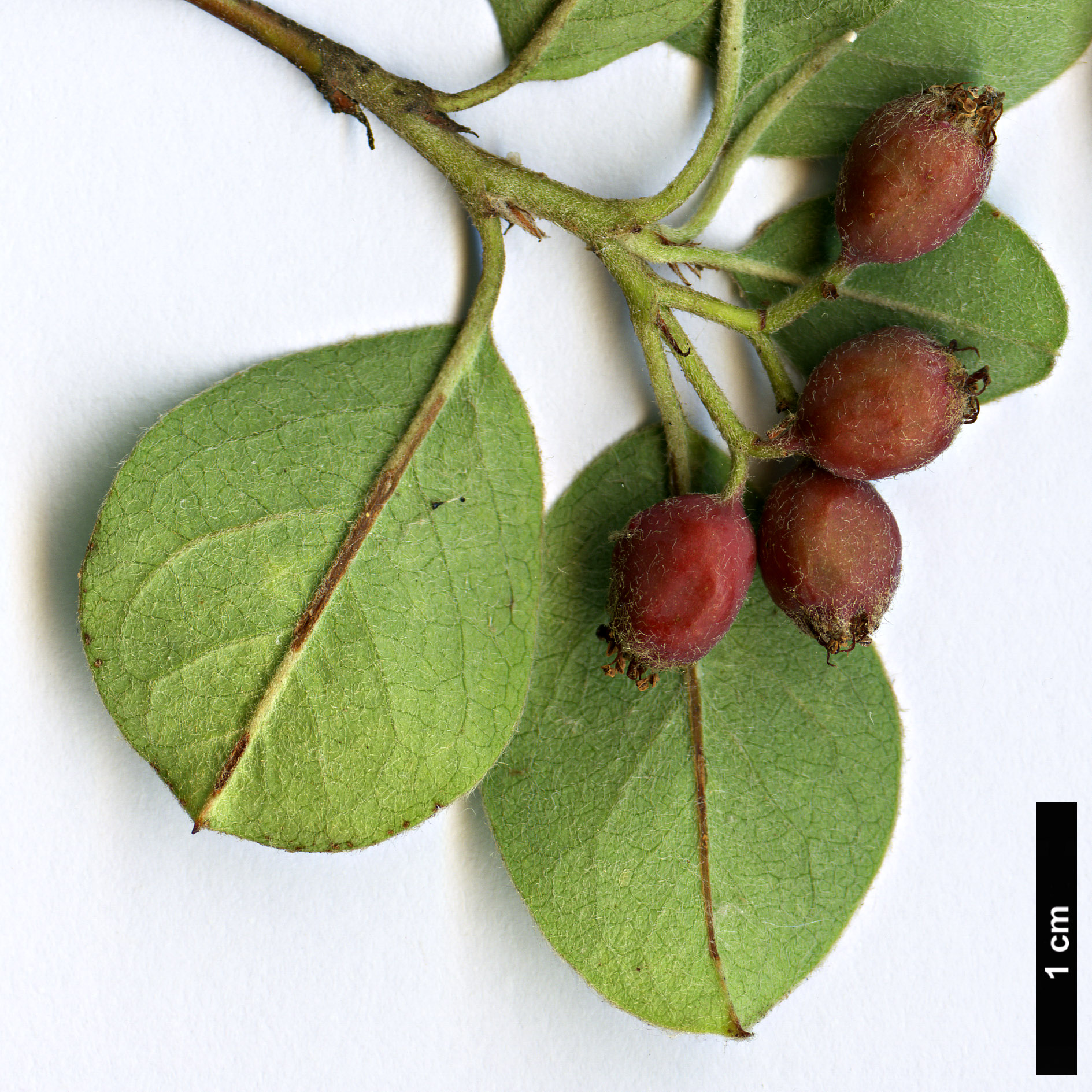 High resolution image: Family: Rosaceae - Genus: Cotoneaster - Taxon: hissaricus
