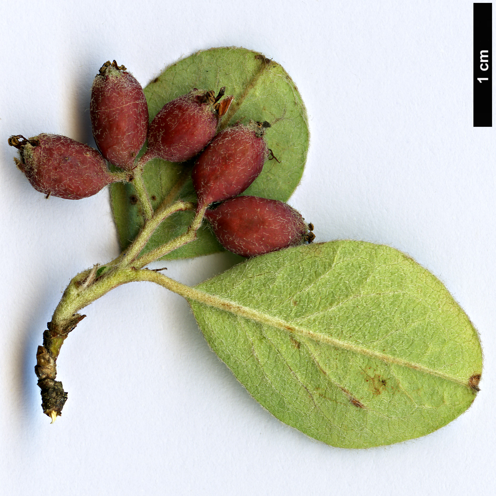 High resolution image: Family: Rosaceae - Genus: Cotoneaster - Taxon: hissaricus