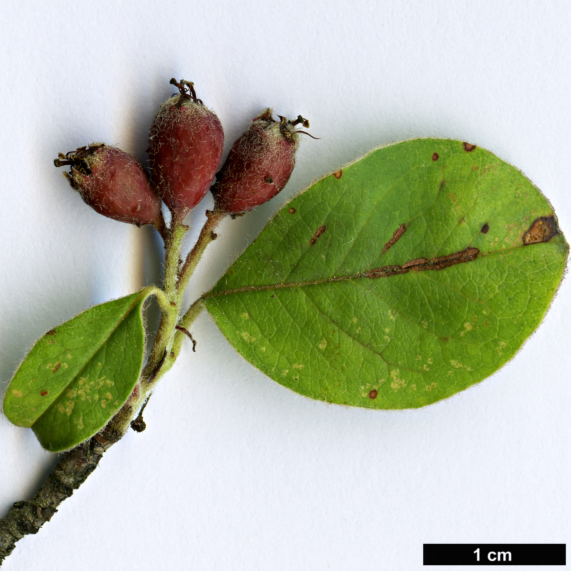 High resolution image: Family: Rosaceae - Genus: Cotoneaster - Taxon: hissaricus