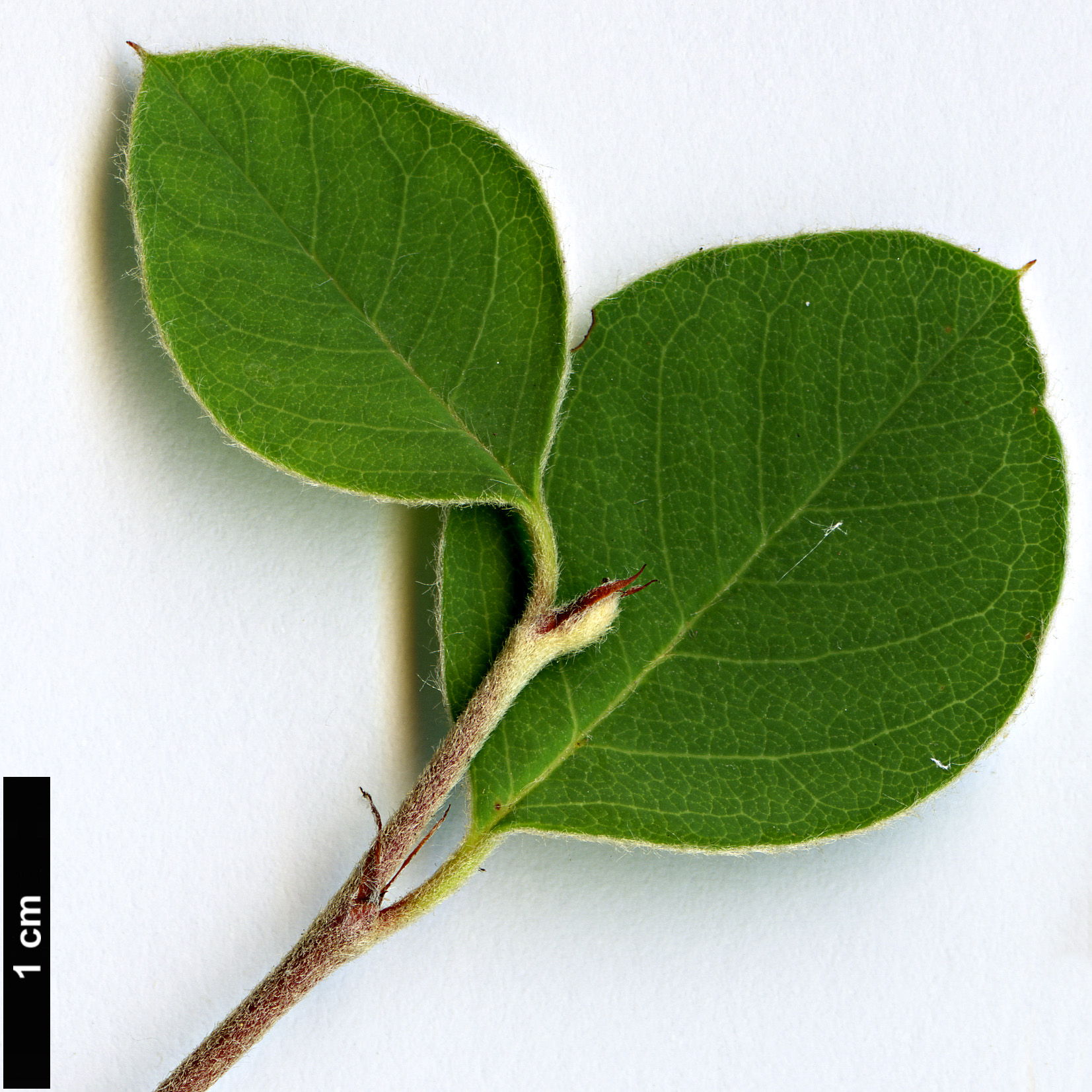 High resolution image: Family: Rosaceae - Genus: Cotoneaster - Taxon: hissaricus