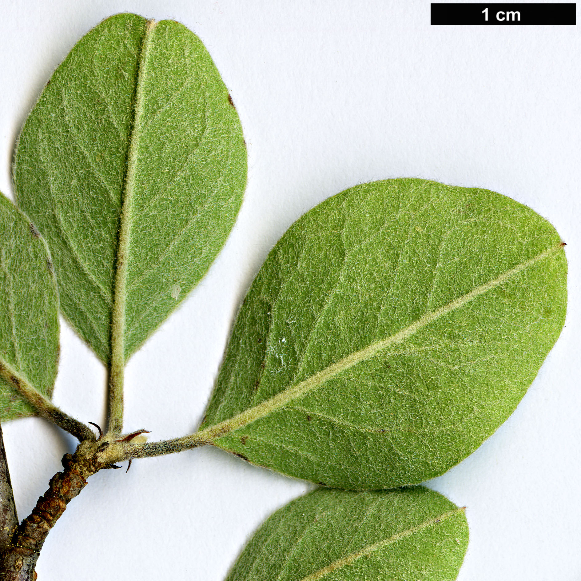 High resolution image: Family: Rosaceae - Genus: Cotoneaster - Taxon: hissaricus