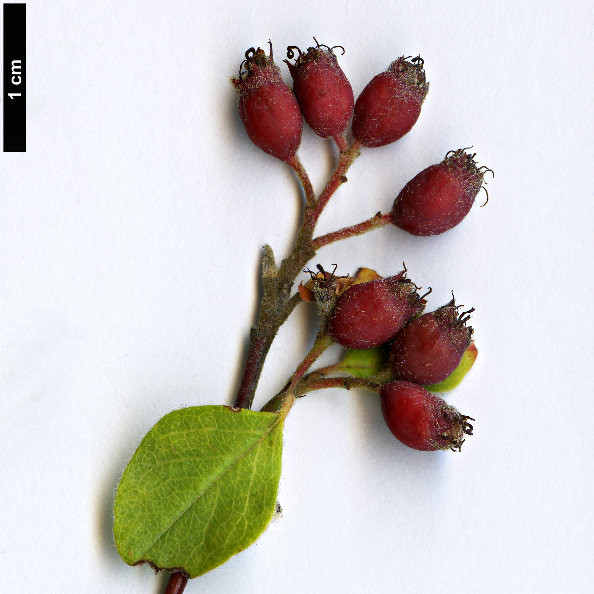 High resolution image: Family: Rosaceae - Genus: Cotoneaster - Taxon: hissaricus