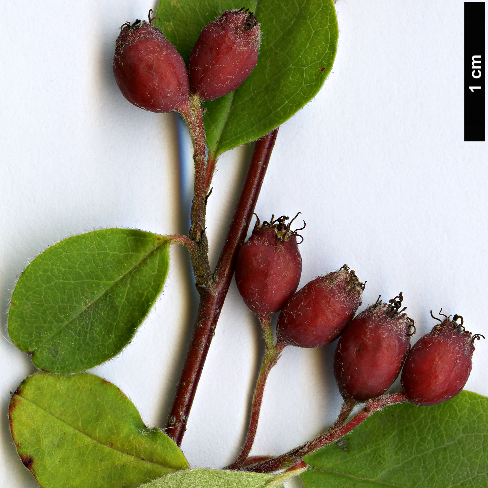 High resolution image: Family: Rosaceae - Genus: Cotoneaster - Taxon: hissaricus