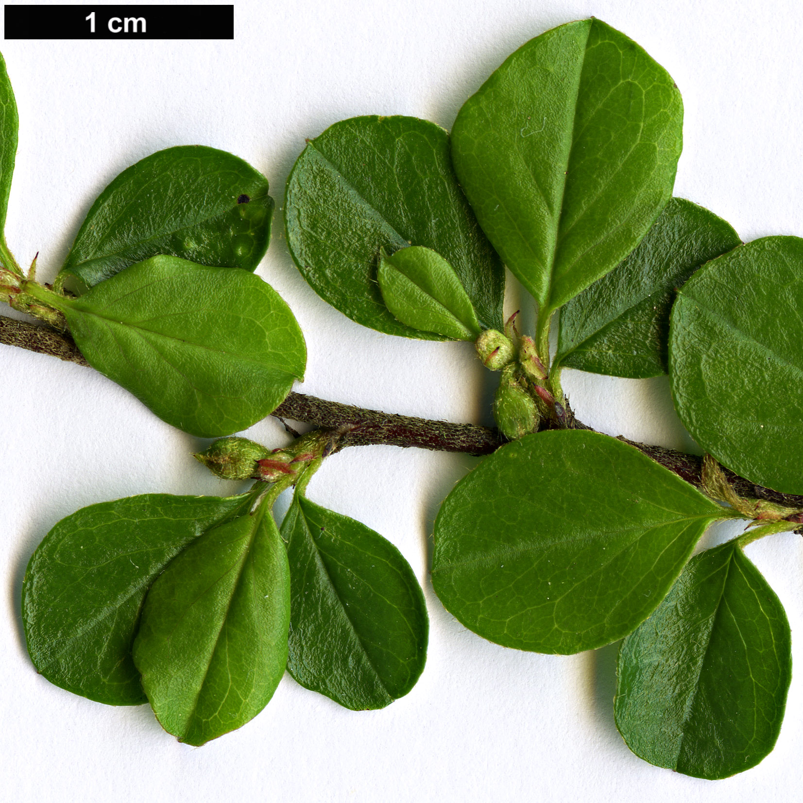 High resolution image: Family: Rosaceae - Genus: Cotoneaster - Taxon: hjelmqvistii