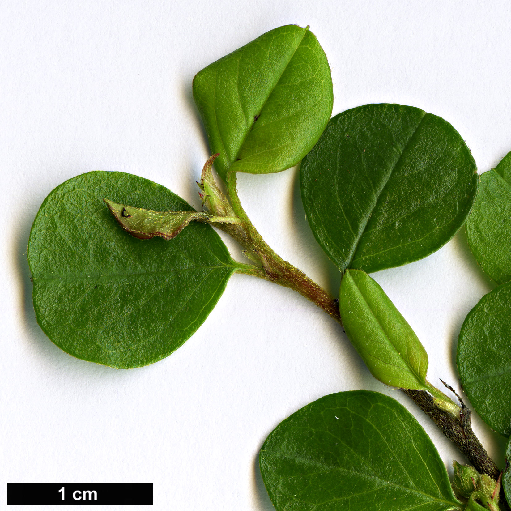 High resolution image: Family: Rosaceae - Genus: Cotoneaster - Taxon: hjelmqvistii