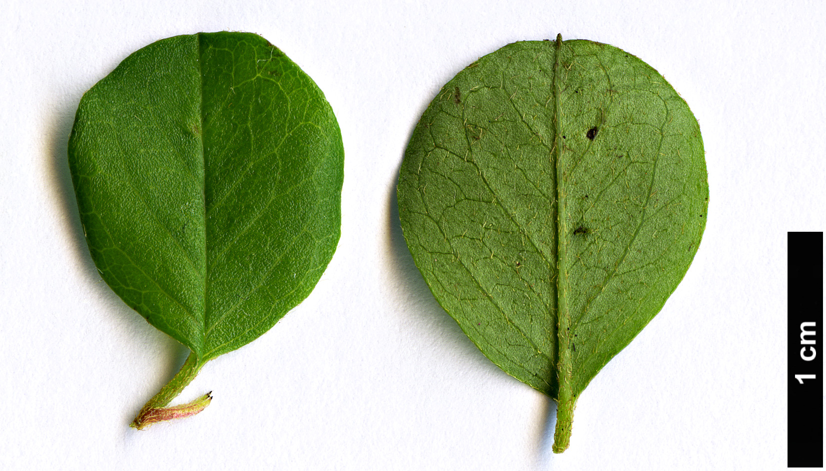 High resolution image: Family: Rosaceae - Genus: Cotoneaster - Taxon: hjelmqvistii