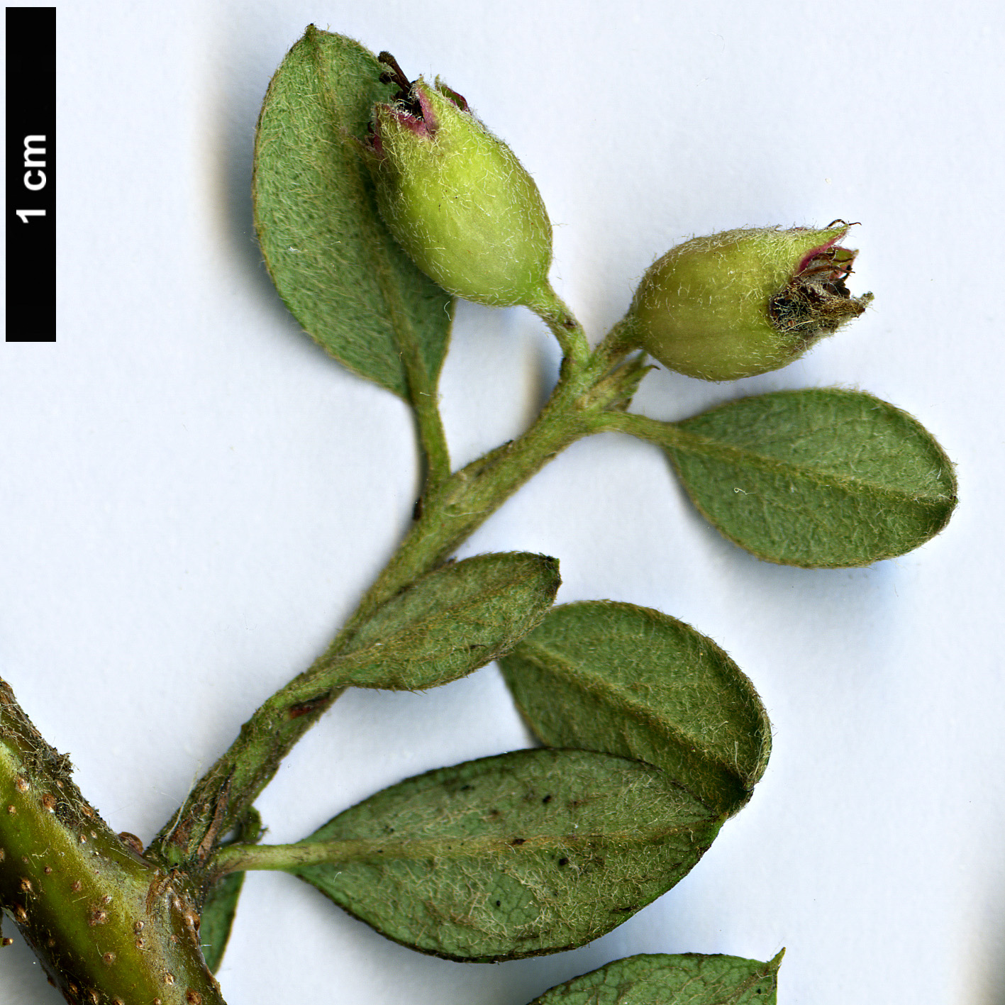 High resolution image: Family: Rosaceae - Genus: Cotoneaster - Taxon: hodjingensis