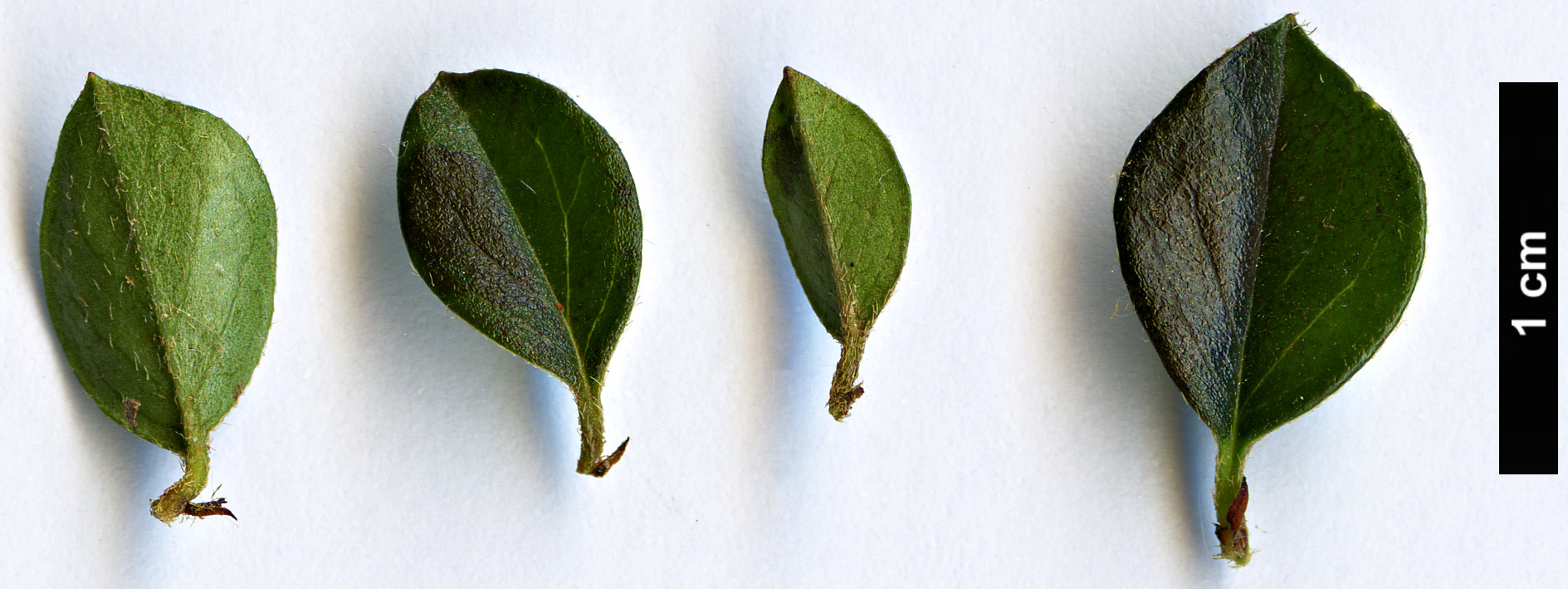 High resolution image: Family: Rosaceae - Genus: Cotoneaster - Taxon: horizontalis