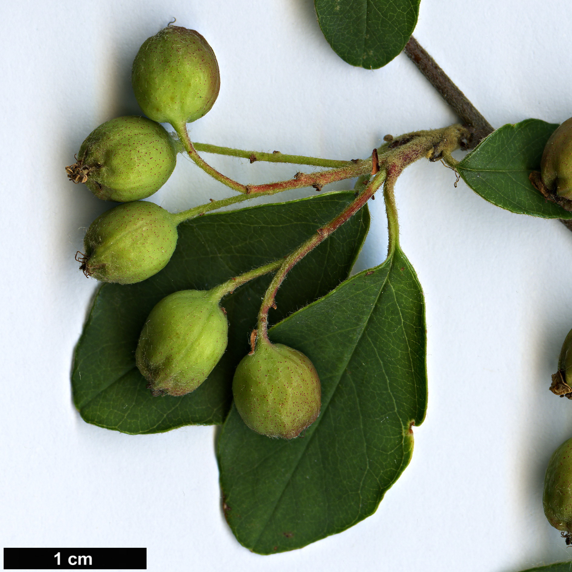 High resolution image: Family: Rosaceae - Genus: Cotoneaster - Taxon: hupehensis