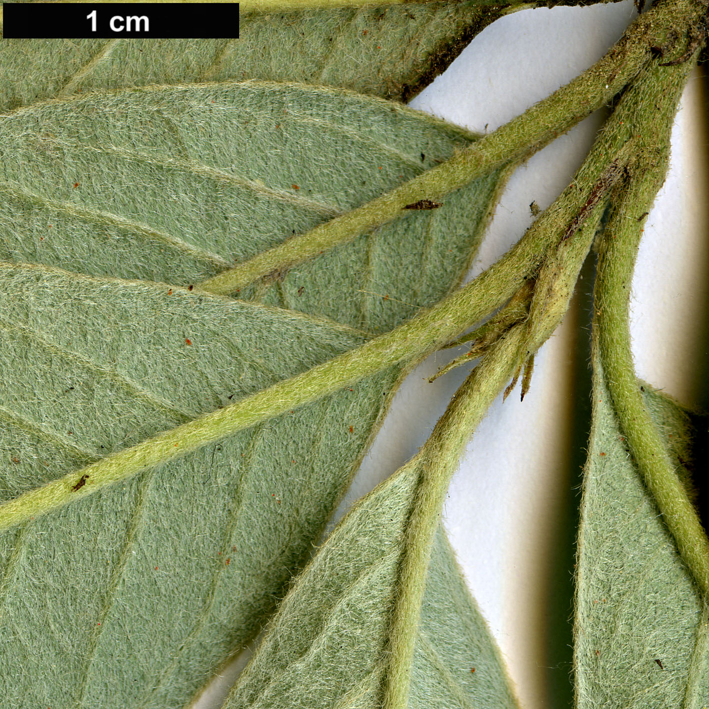 High resolution image: Family: Rosaceae - Genus: Cotoneaster - Taxon: ichangensis