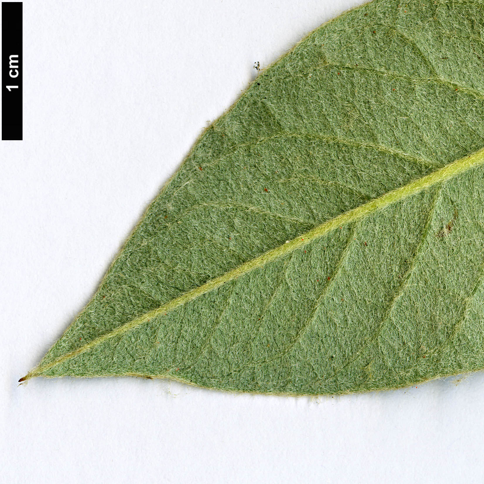 High resolution image: Family: Rosaceae - Genus: Cotoneaster - Taxon: ichangensis