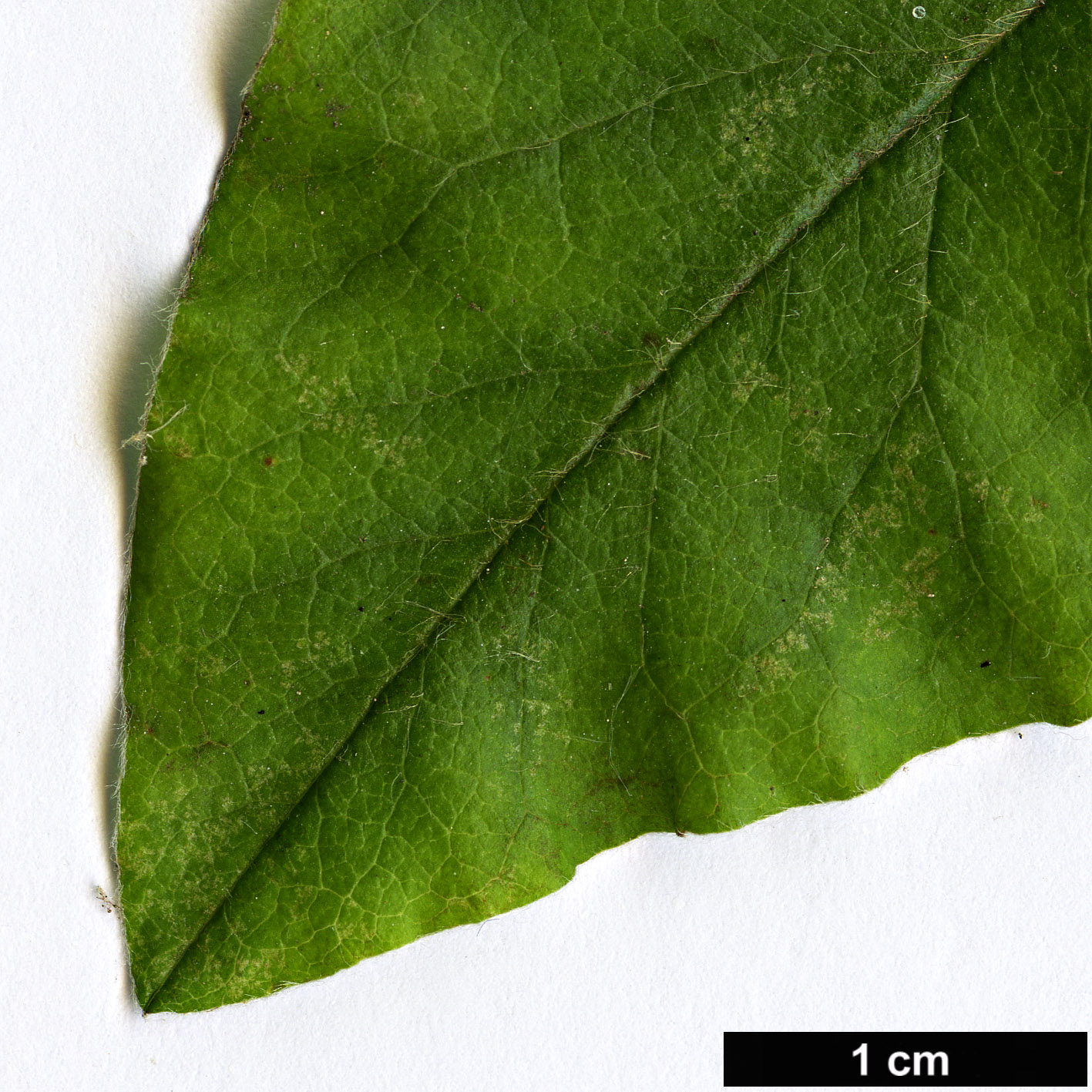 High resolution image: Family: Rosaceae - Genus: Cotoneaster - Taxon: ignavus
