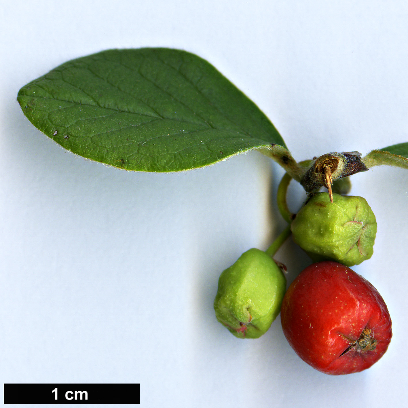 High resolution image: Family: Rosaceae - Genus: Cotoneaster - Taxon: integerrimus