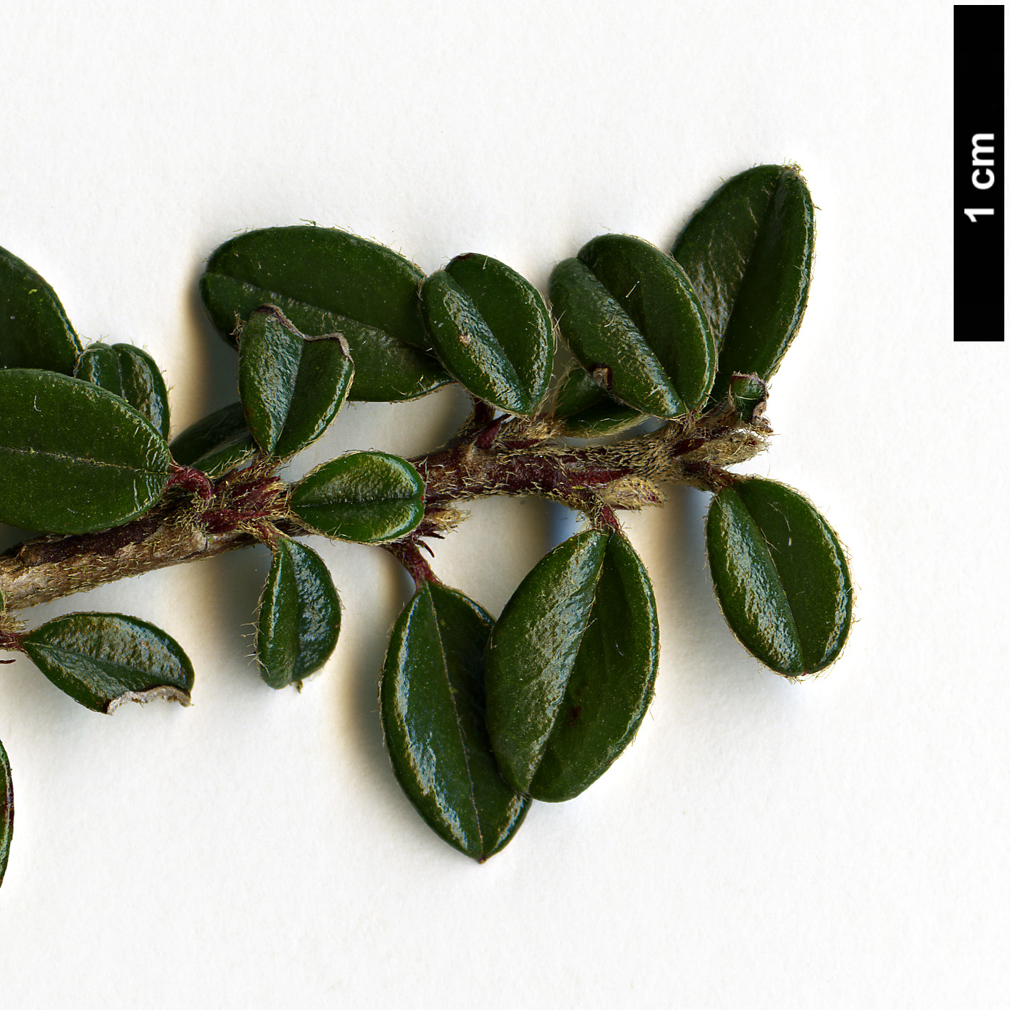 High resolution image: Family: Rosaceae - Genus: Cotoneaster - Taxon: integrifolius