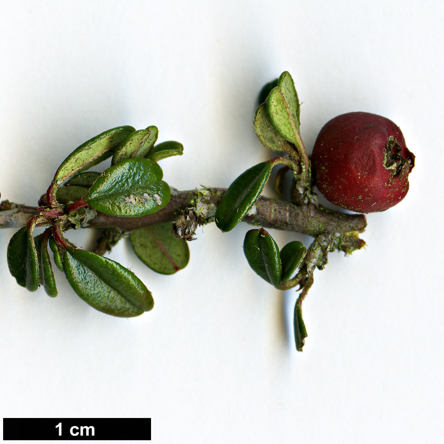 High resolution image: Family: Rosaceae - Genus: Cotoneaster - Taxon: integrifolius