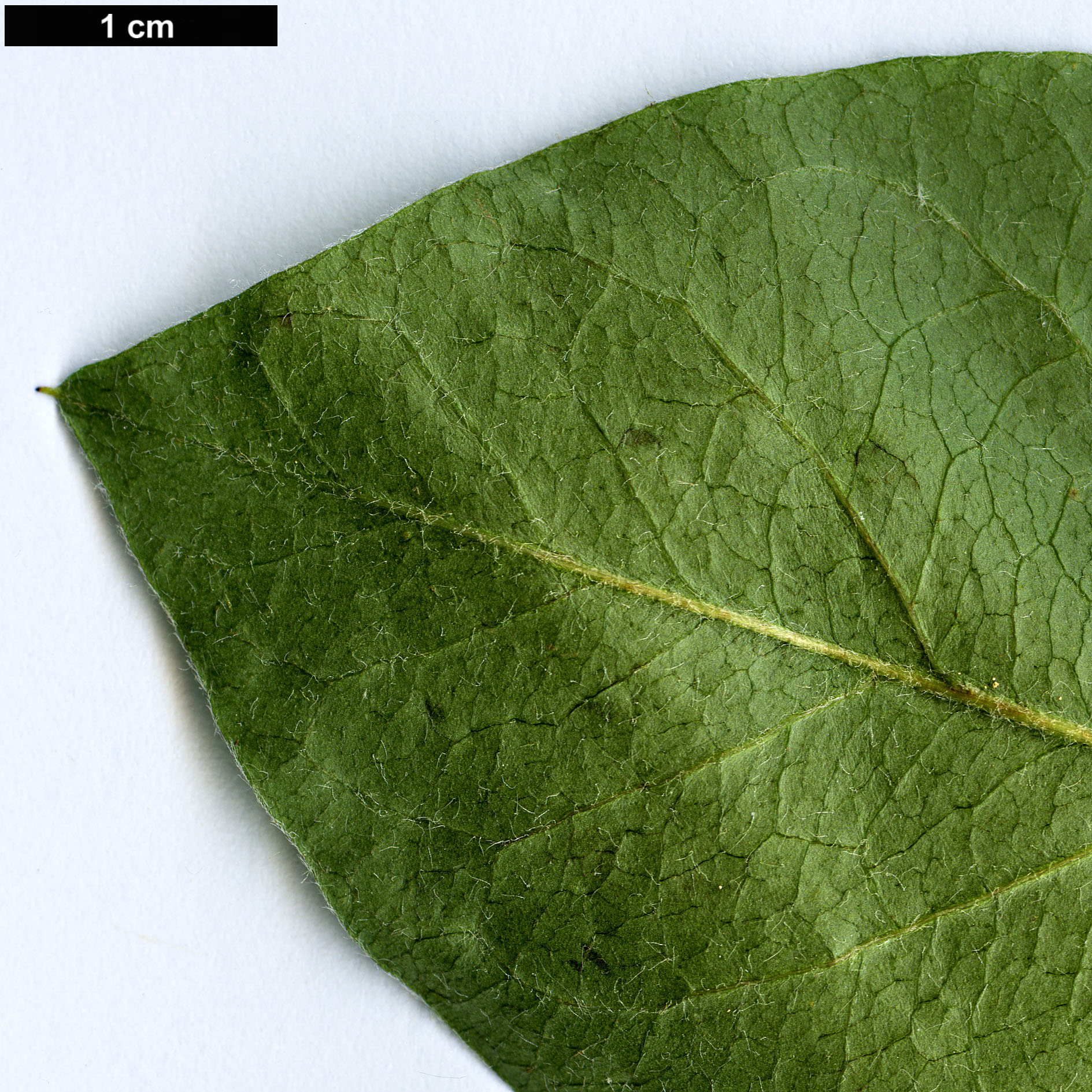 High resolution image: Family: Rosaceae - Genus: Cotoneaster - Taxon: kaschkarovii