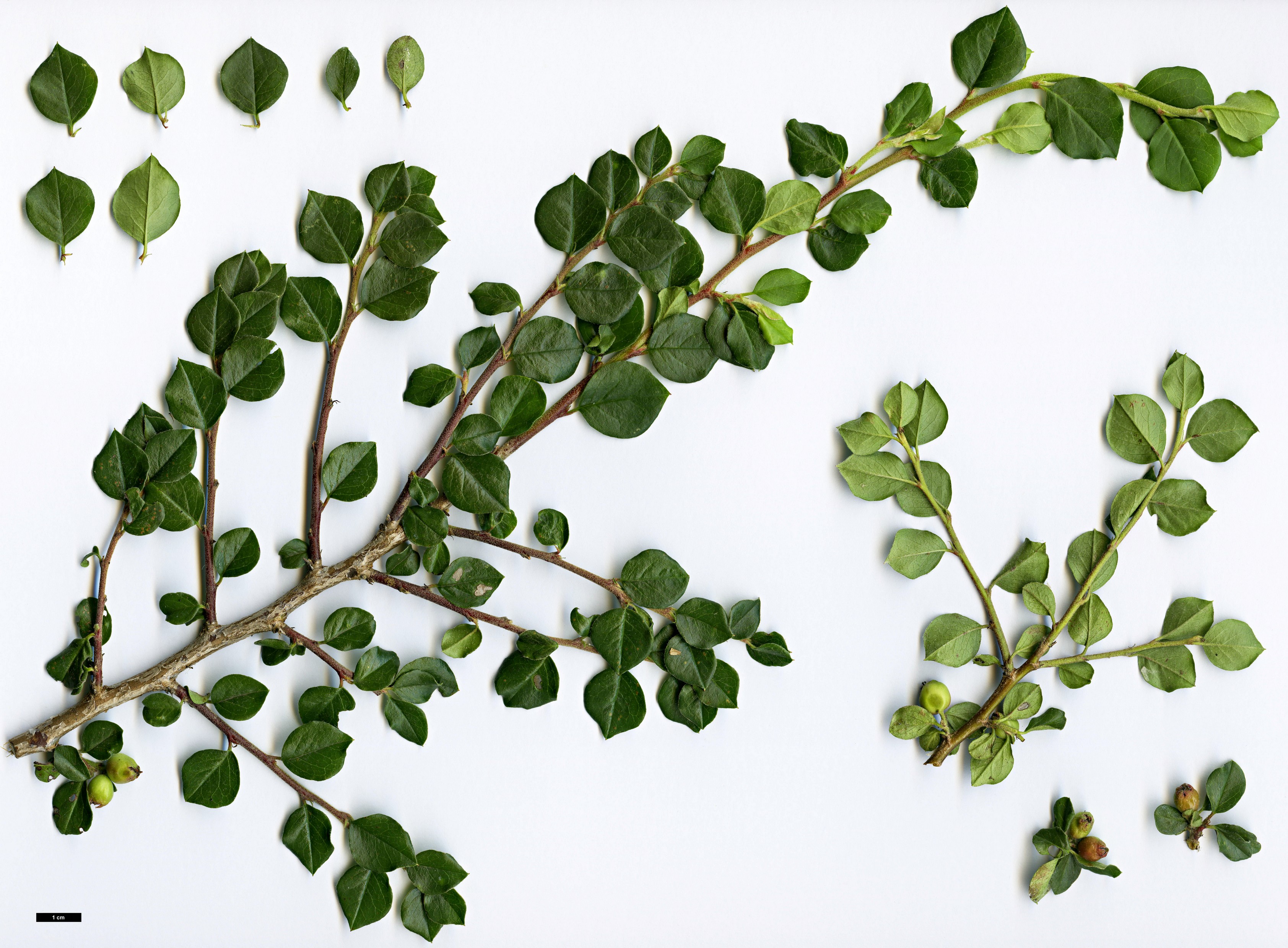 High resolution image: Family: Rosaceae - Genus: Cotoneaster - Taxon: kerstanii
