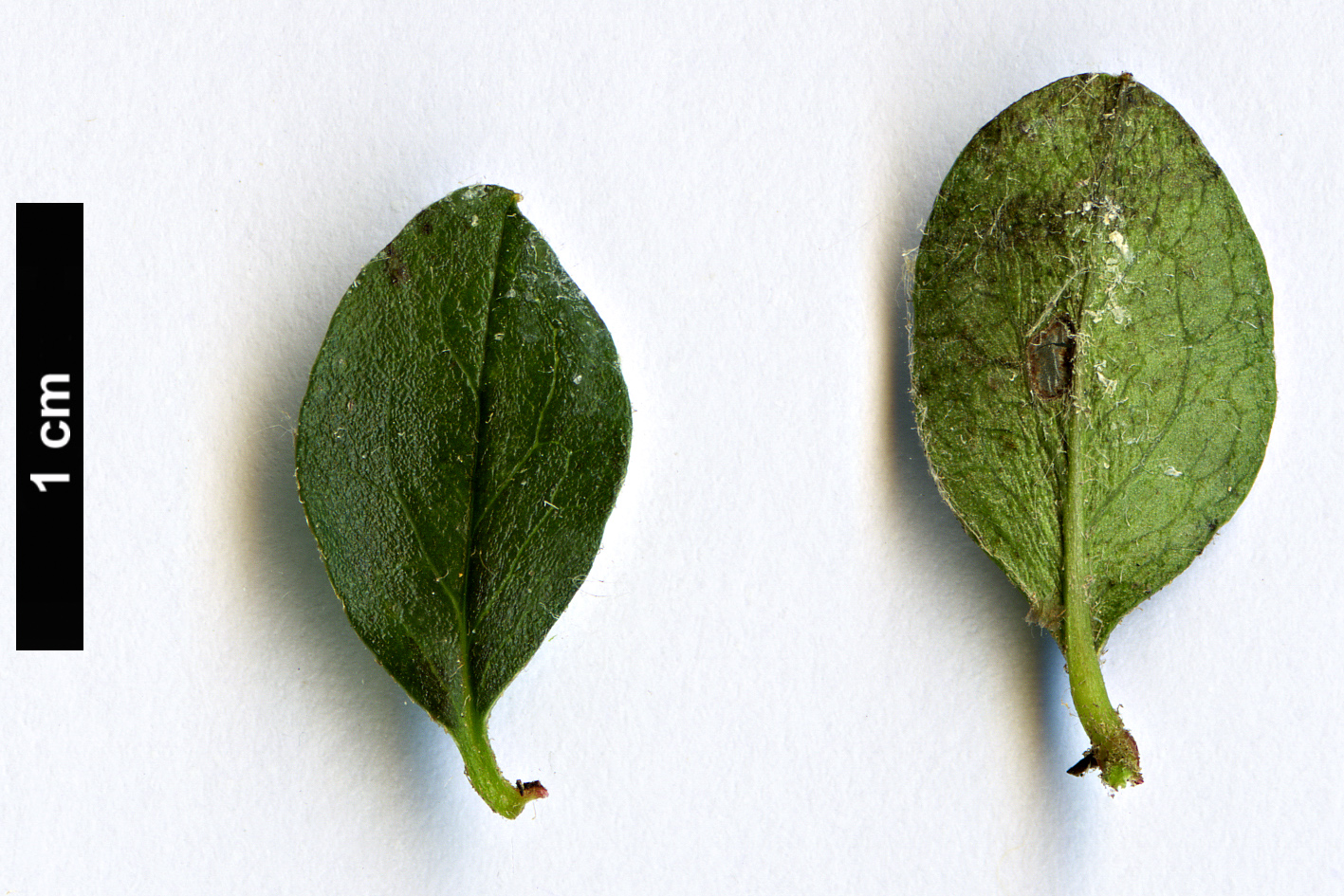 High resolution image: Family: Rosaceae - Genus: Cotoneaster - Taxon: kerstanii