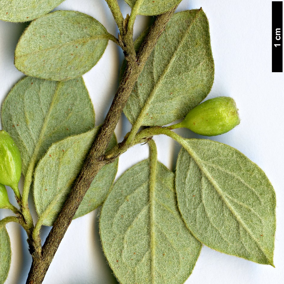 High resolution image: Family: Rosaceae - Genus: Cotoneaster - Taxon: kuanensis