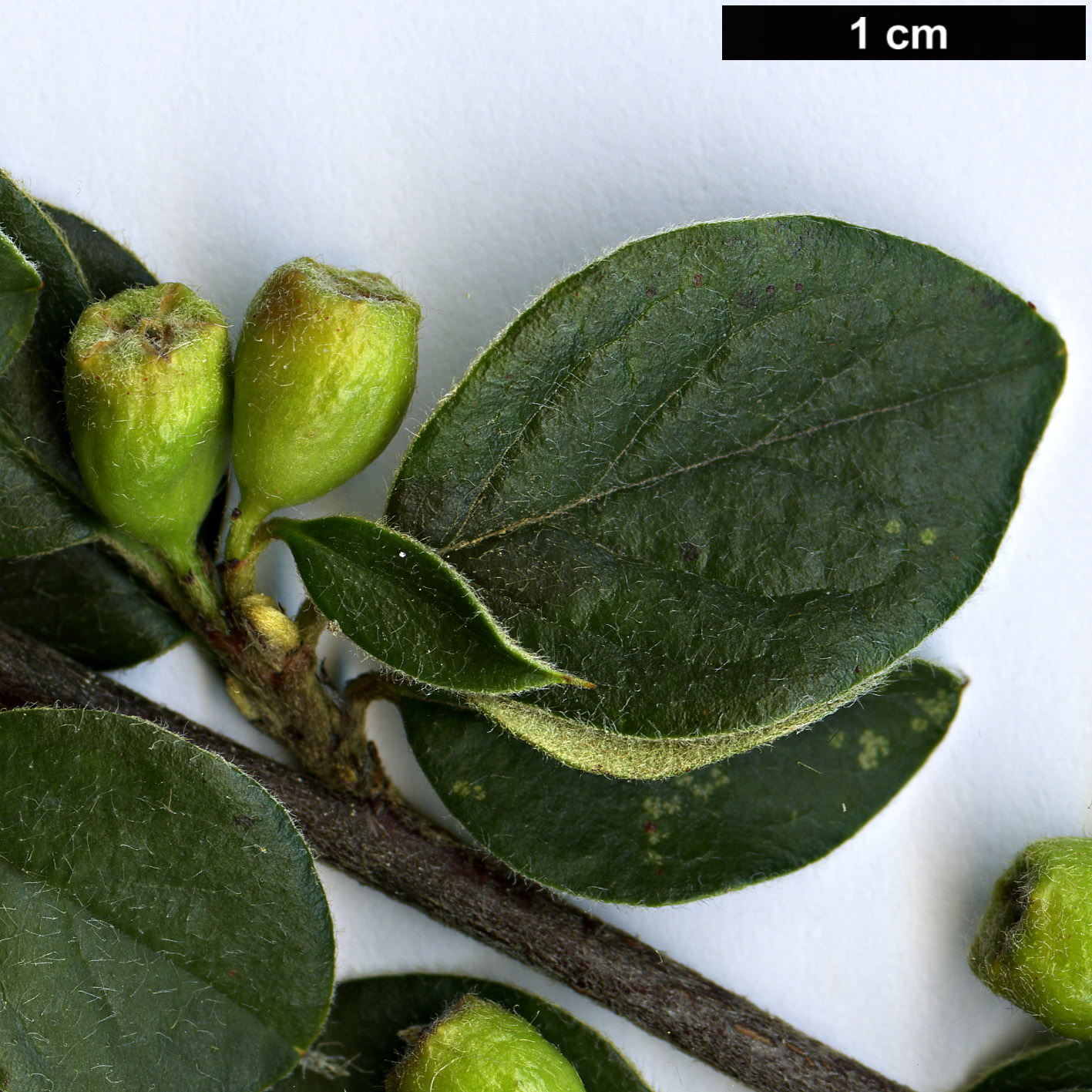 High resolution image: Family: Rosaceae - Genus: Cotoneaster - Taxon: kuanensis