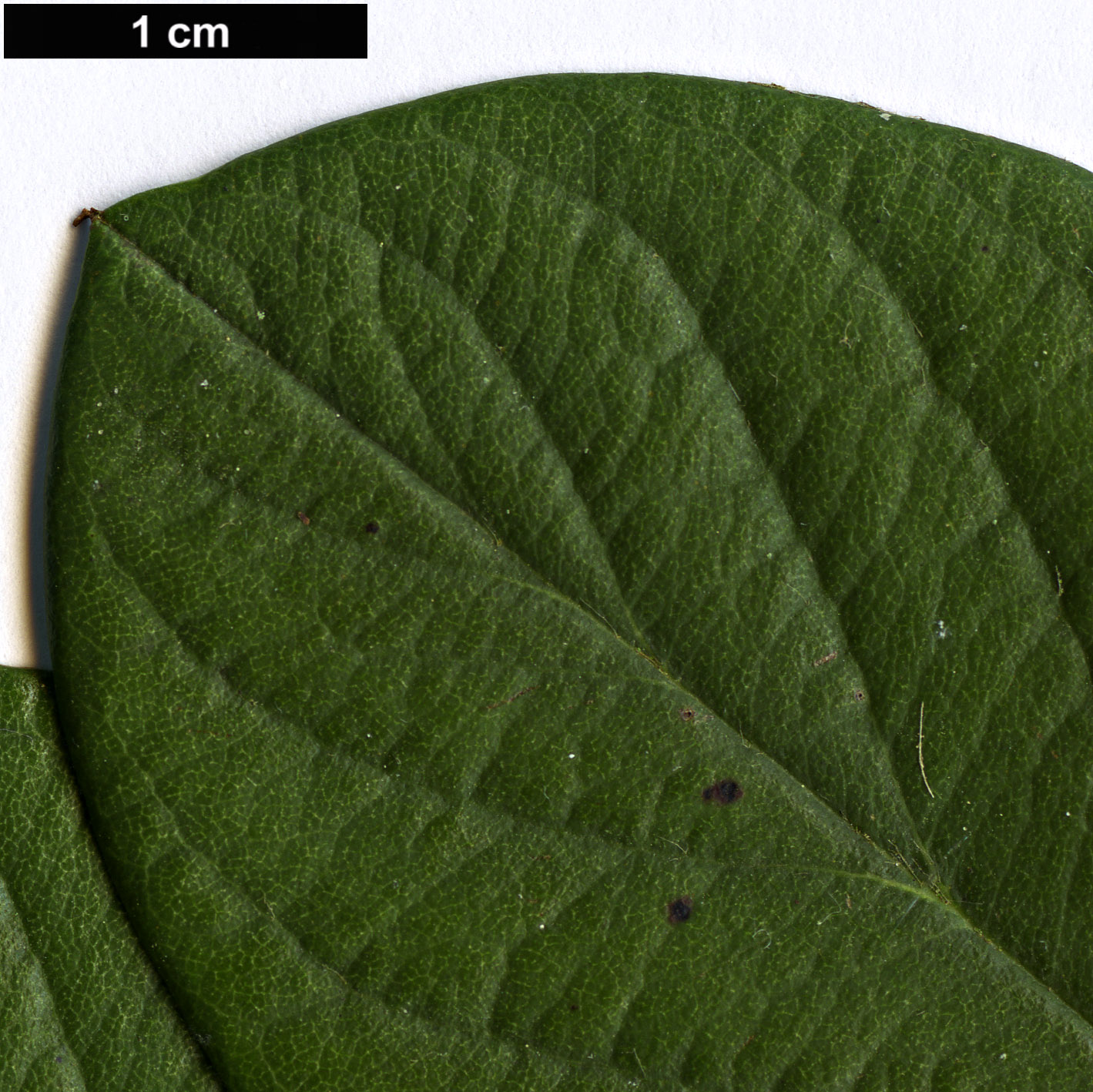 High resolution image: Family: Rosaceae - Genus: Cotoneaster - Taxon: lacteus