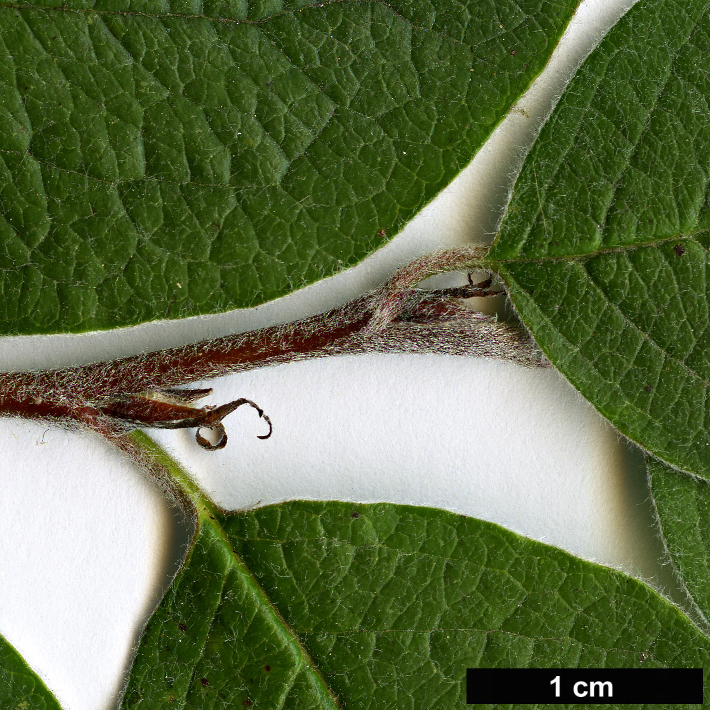 High resolution image: Family: Rosaceae - Genus: Cotoneaster - Taxon: laxiflorus