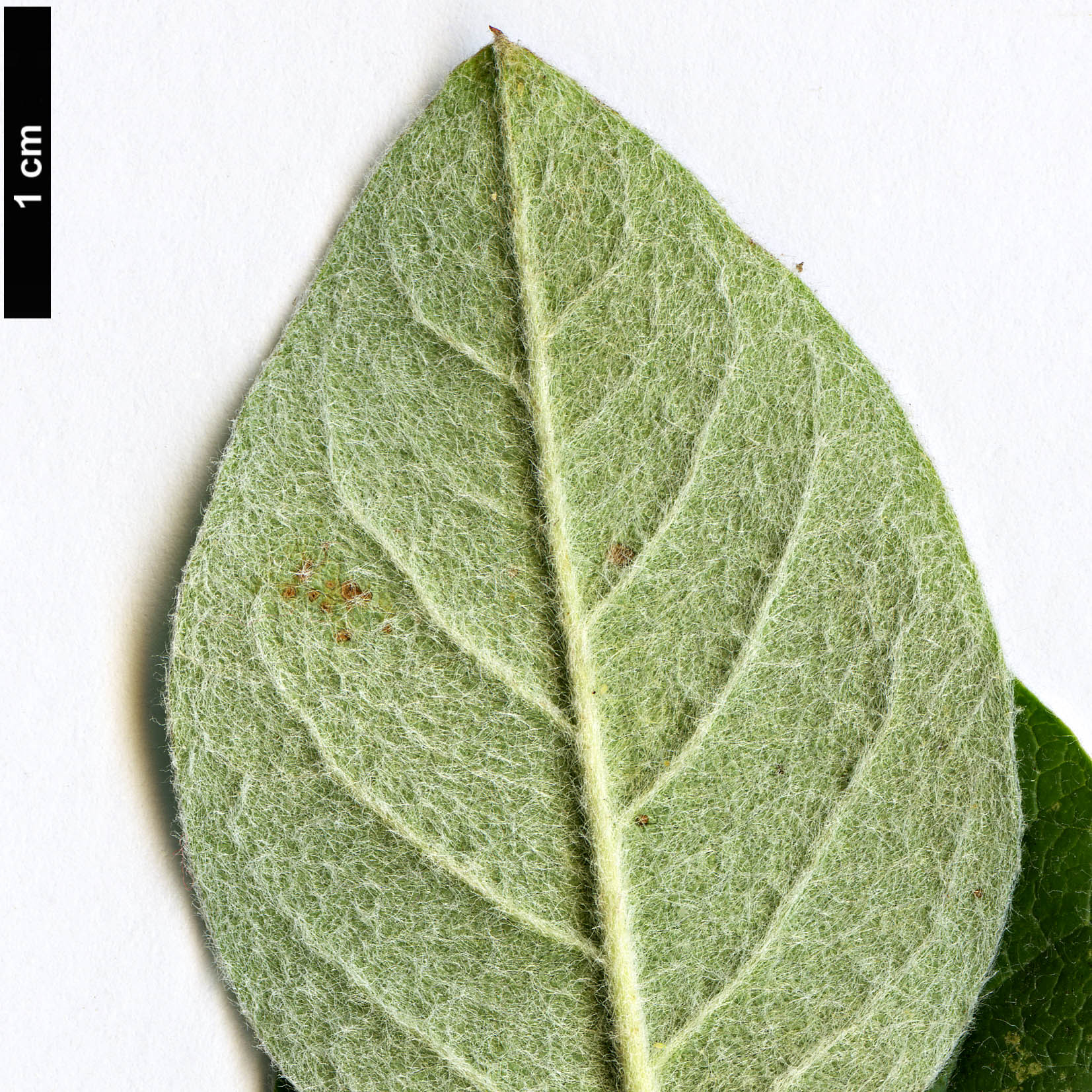High resolution image: Family: Rosaceae - Genus: Cotoneaster - Taxon: laxiflorus
